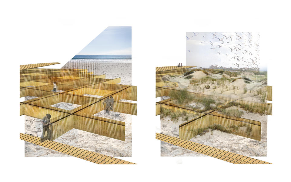 Before and after collages show a flat eroded beach transformed into a dune ecosystem through dune fencing placed strategically to capture wind and wave action