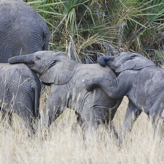 color photo of three young elephants forming a friendly train by placing their trunk on the back of the elephant in front of them