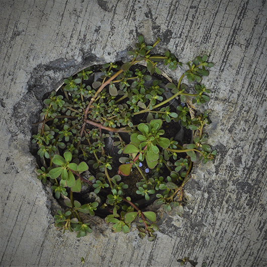 color photo shot from above of succulents in a concrete hole