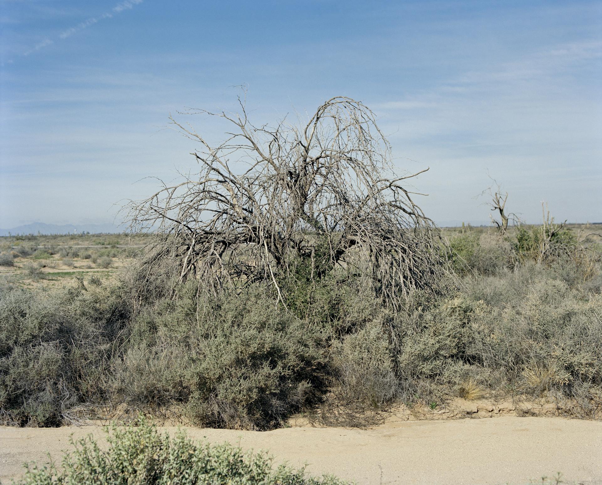 A barren tree in the Arizona desert