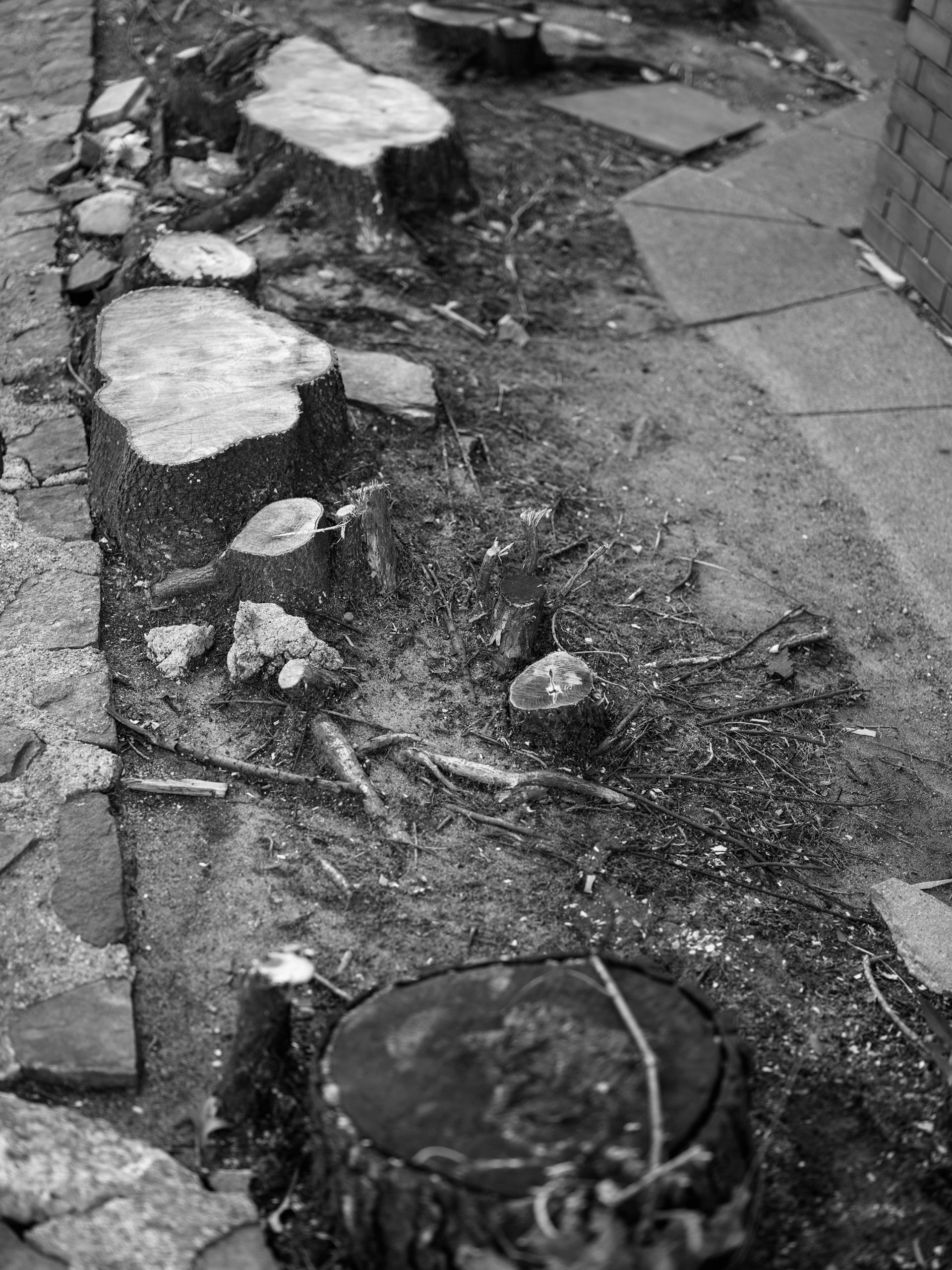 A black and white photograph of stumps running alongside a narrow cement path. The stump closest to the foreground is black, indicating disease. The rest are white, as though freshly cut. 