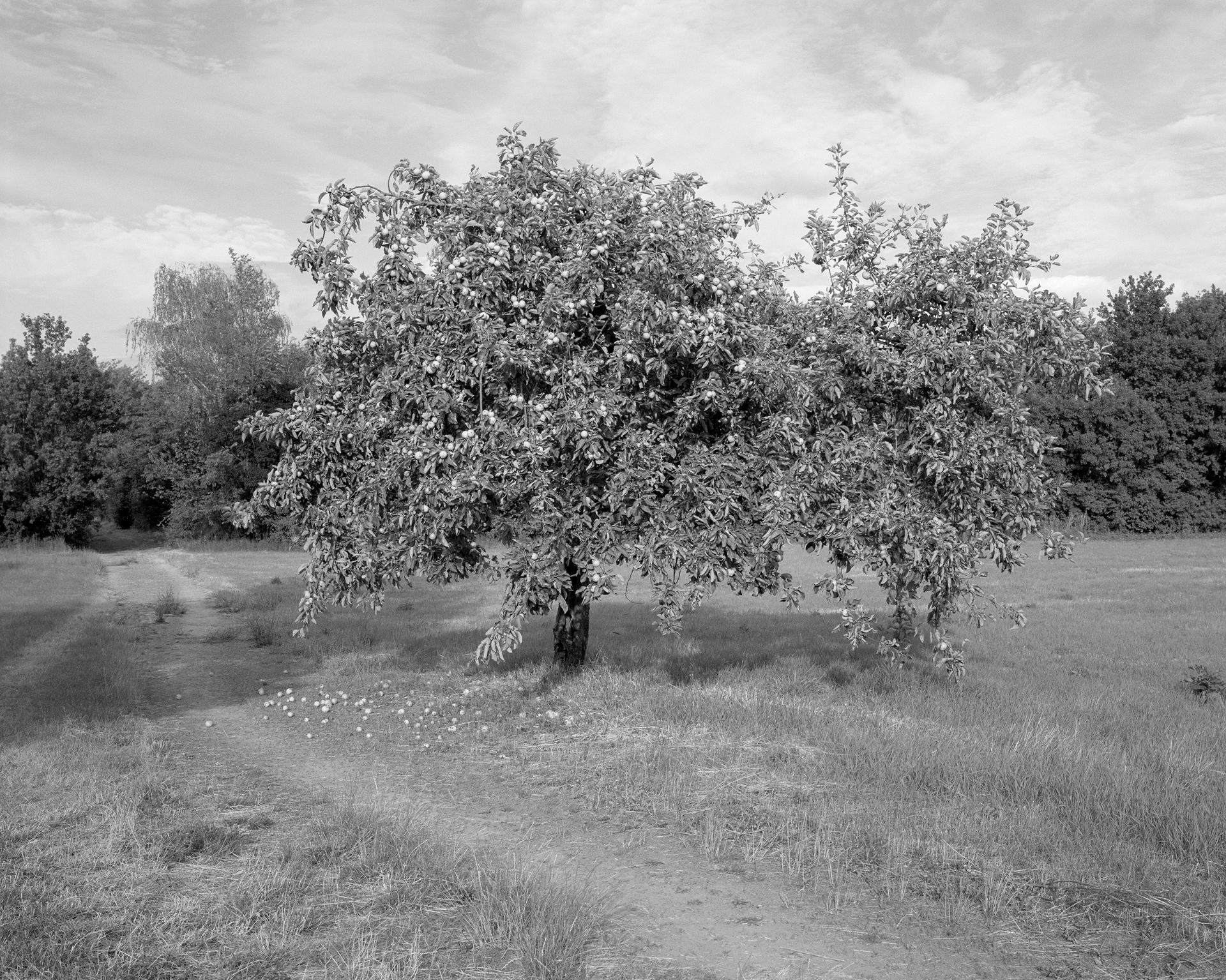 Untitled (Kloster Helfta, Apply Tree), 2019