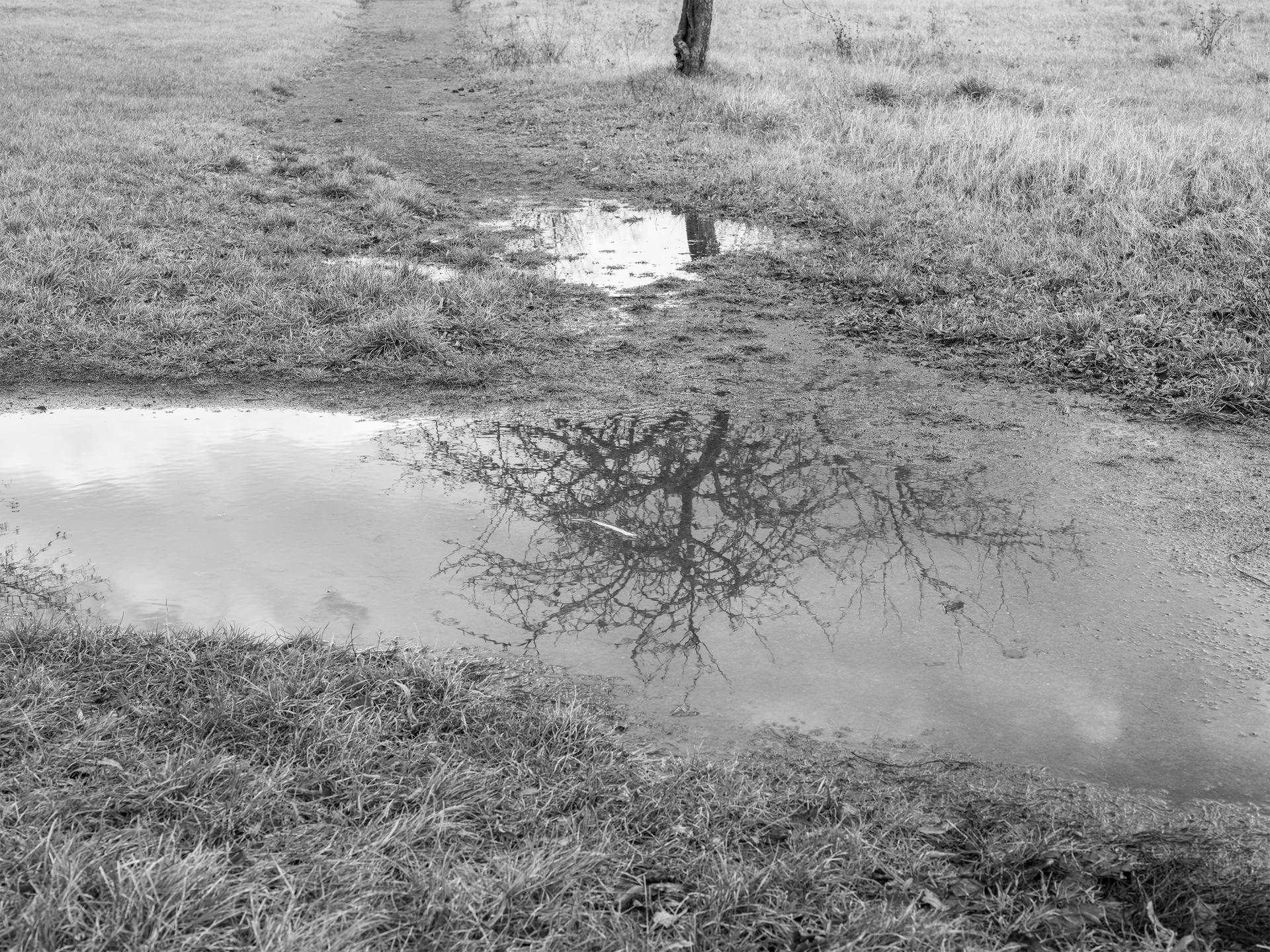 Untitled (Apple Tree, Winter), 2020