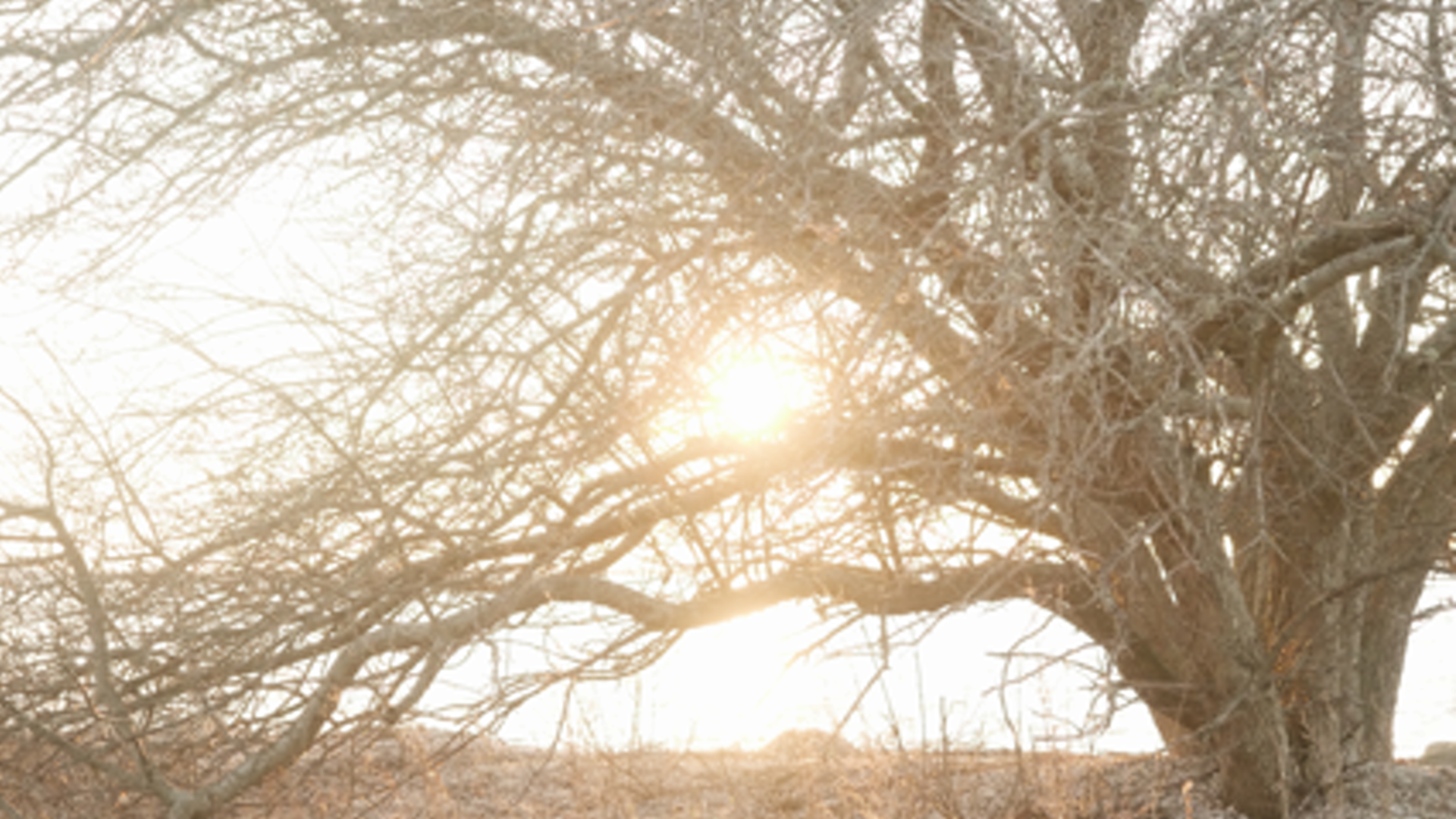 sun and trees