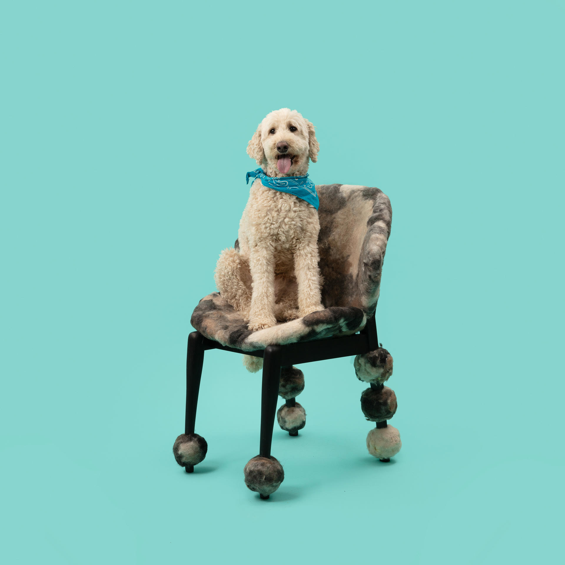 Wooden chair upholstered with handmade felt made from dog hair.