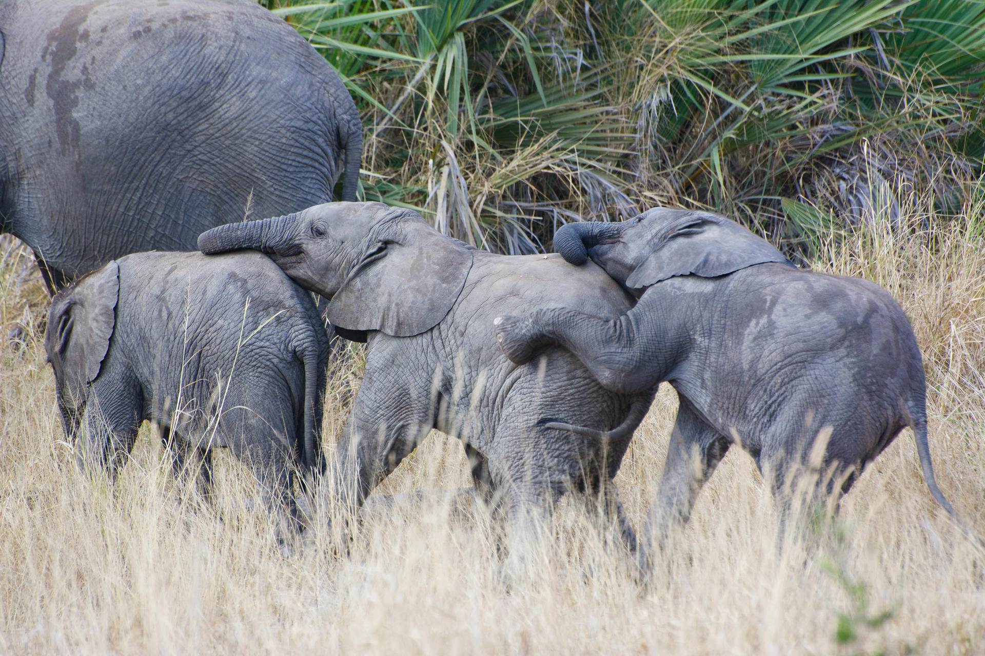 Three elephant calfs walking in a line, connected by their trunks.