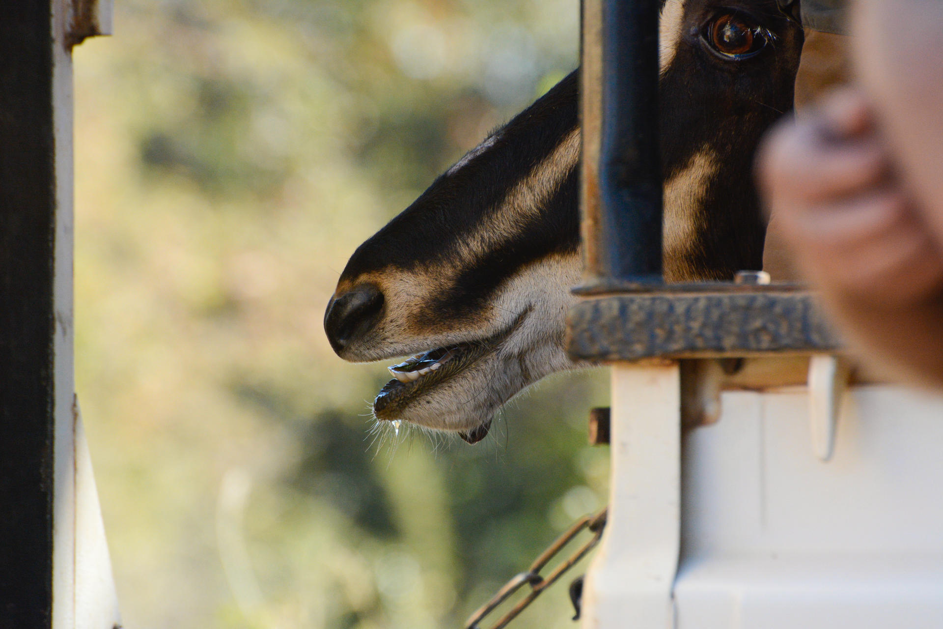 Sedated antelope bull in truck