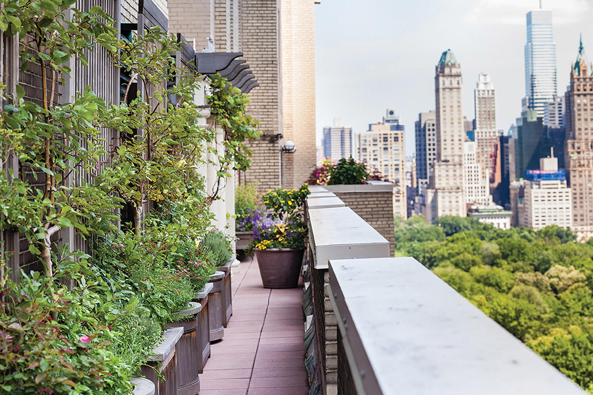 Espaliered apple trees on a NYC terrace.