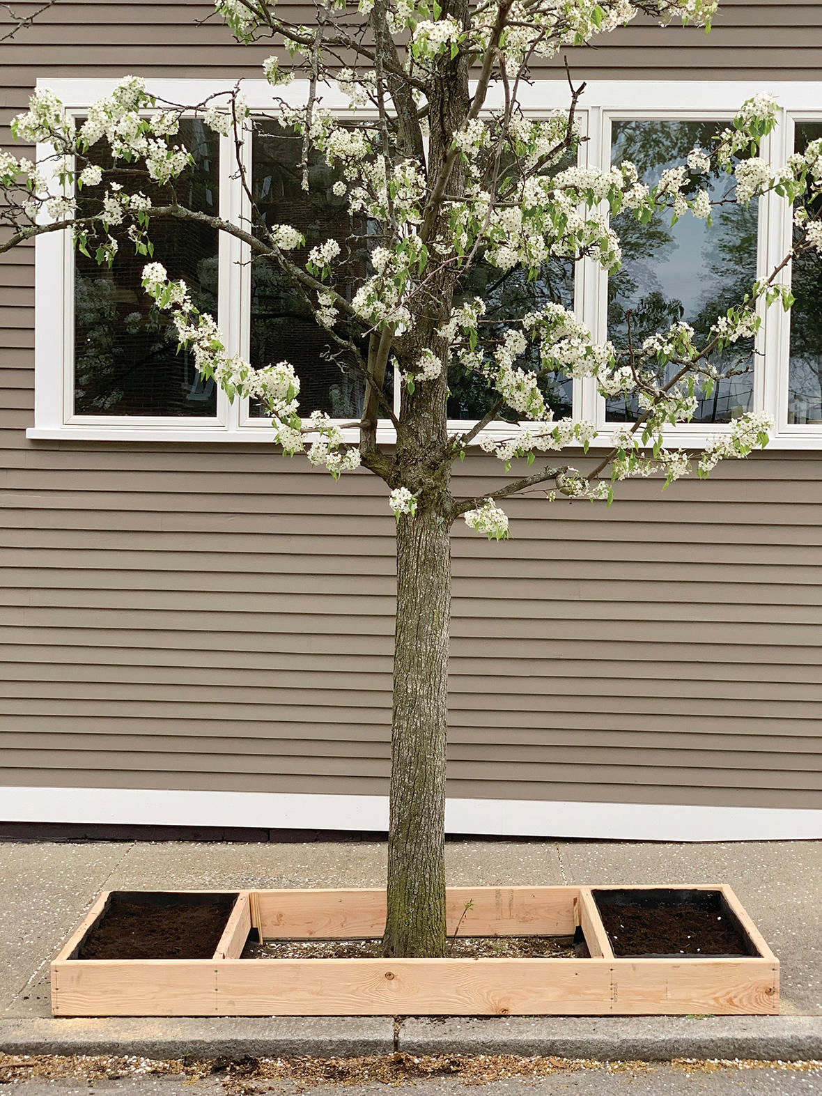 Raised bed for tree pit, installation