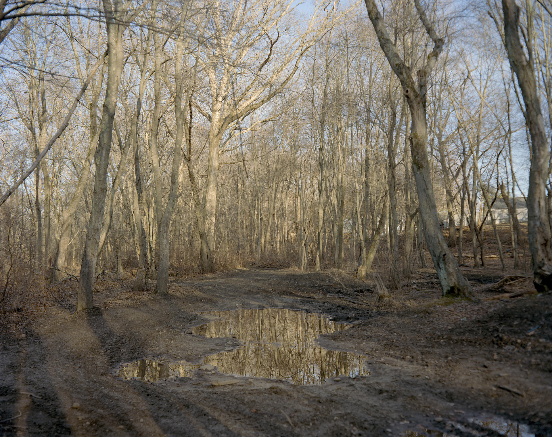 a landscape photograph showing a puddle of water in the middle of the woods at sunset during the winter. 