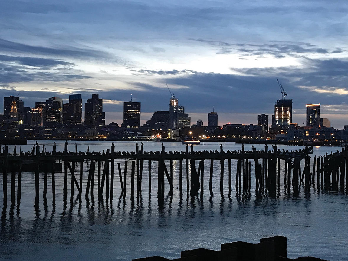 Cormorants on a derelict pier in East Boston