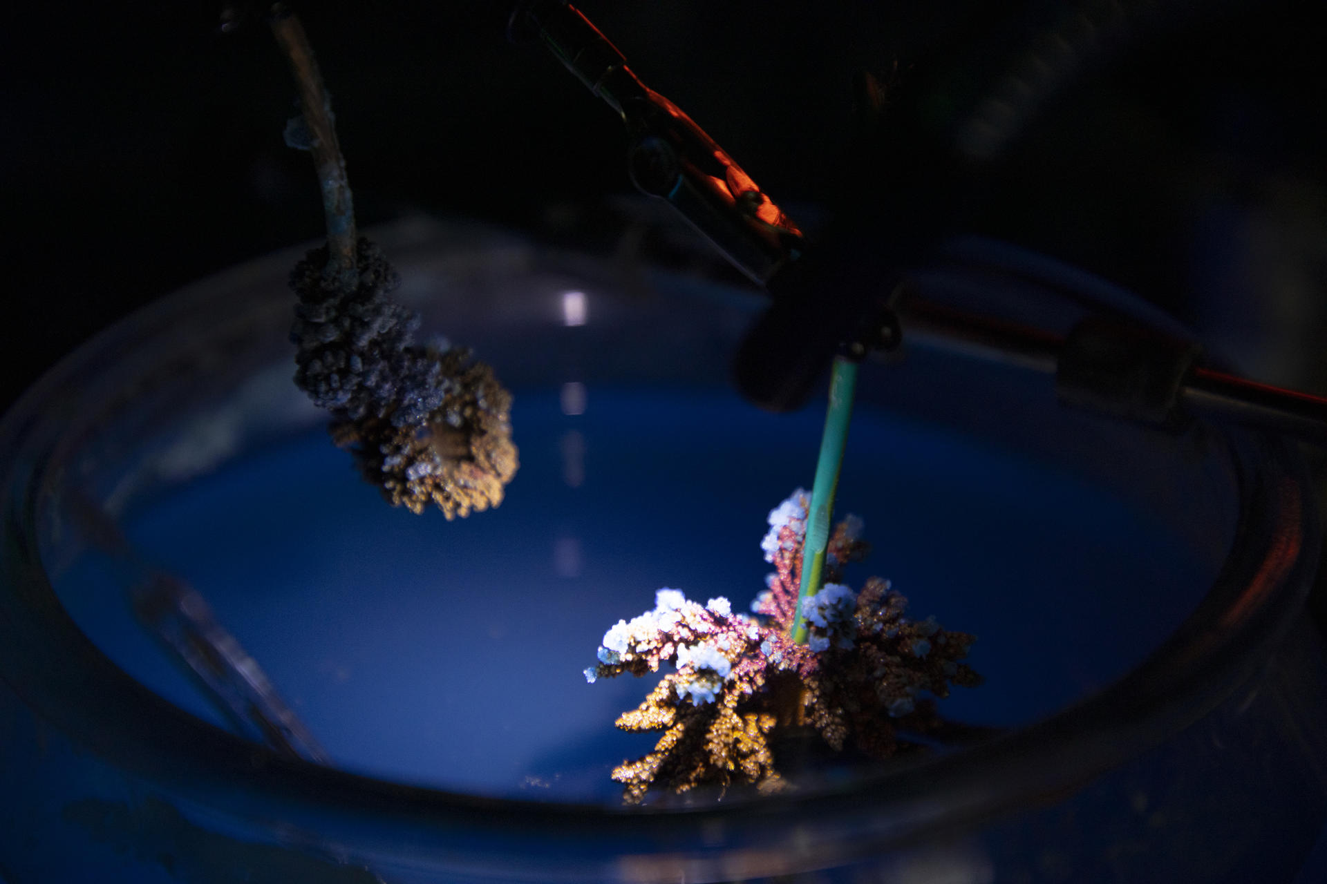 installation view, copper crystals in blue liquid