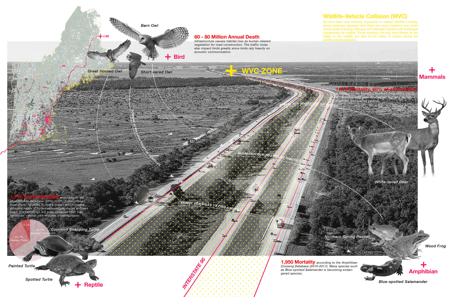 road mortality