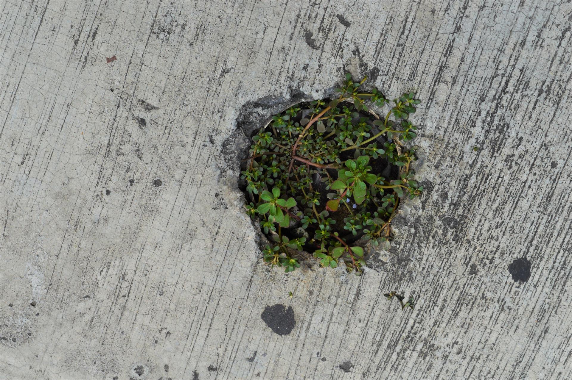 Purslane growing from a hole in the sidewalk