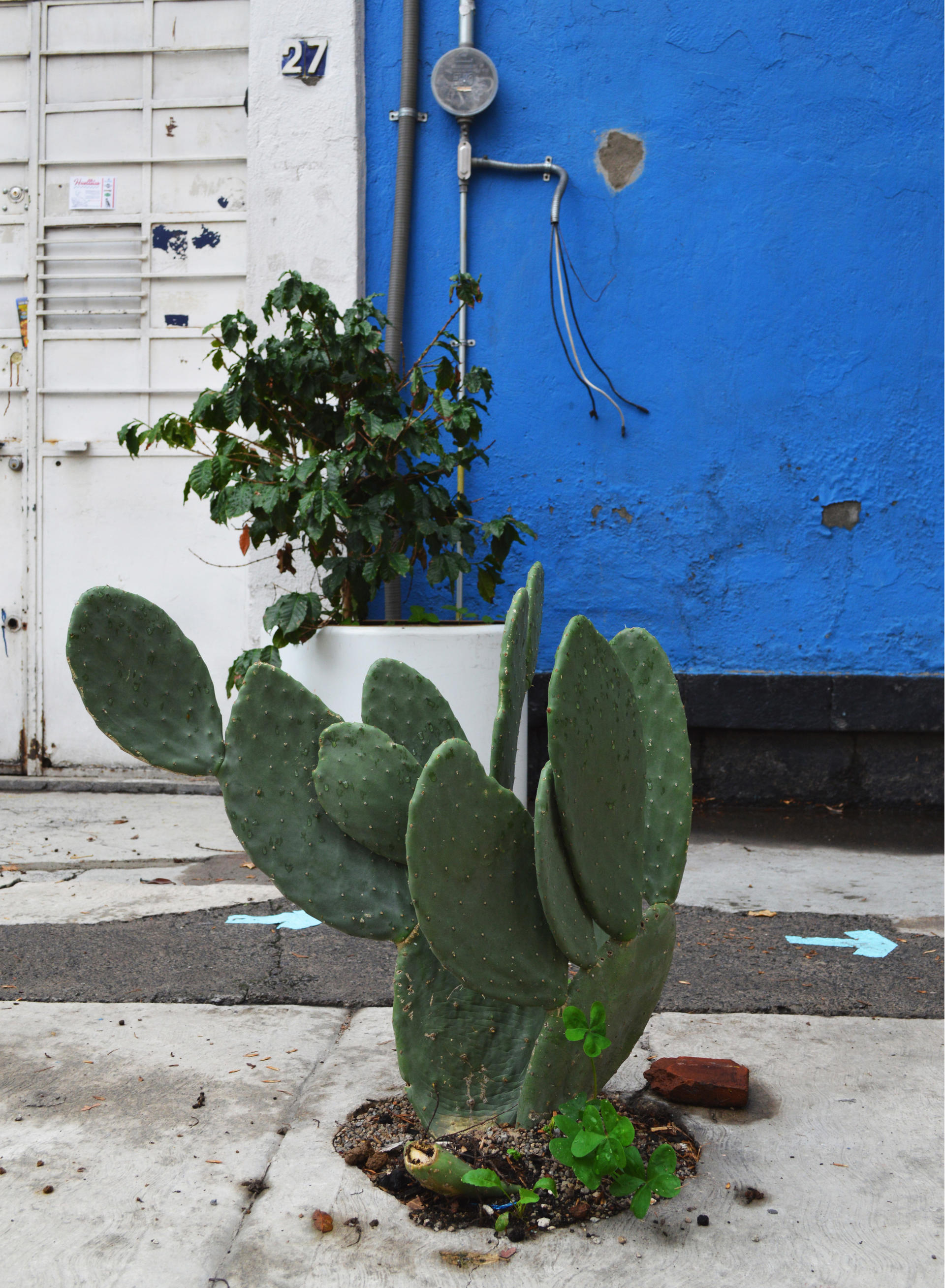 Picklepear pad growing in a sidewalk, just a step in front of a door entrance