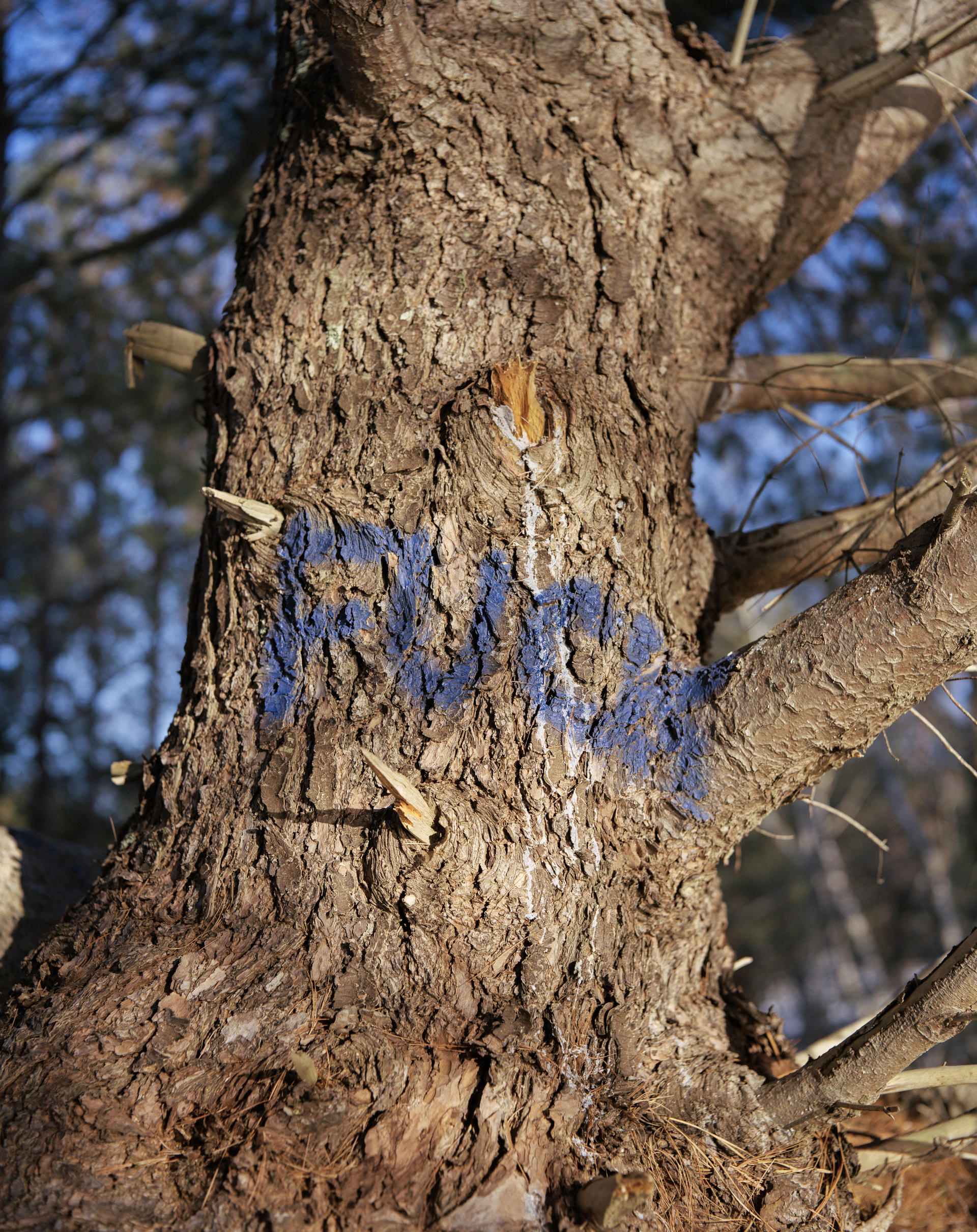 a tree spray painted with FUCK 