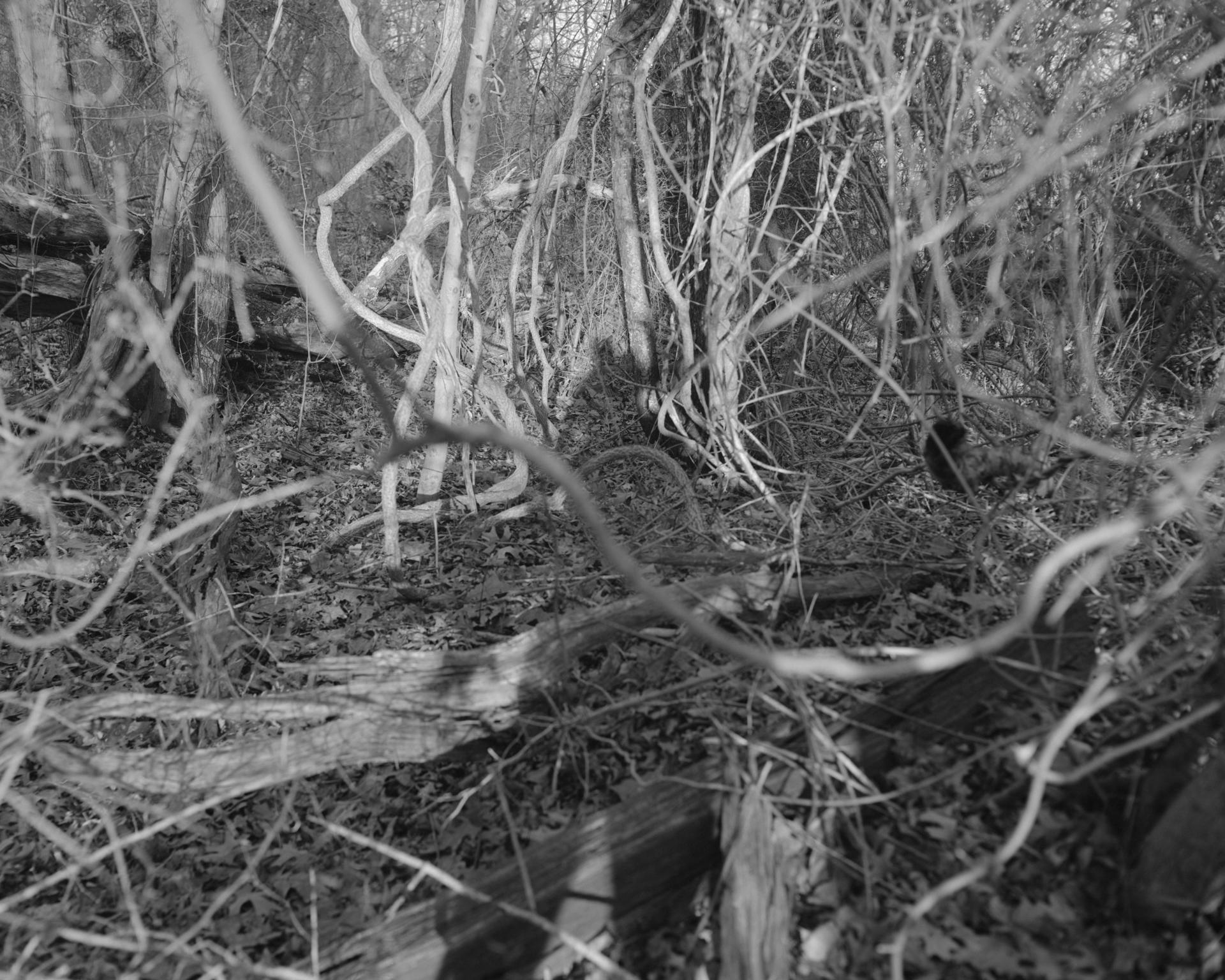 A black and white landscape image of intertwined branches showing a shadow of a figure over them in the center. 