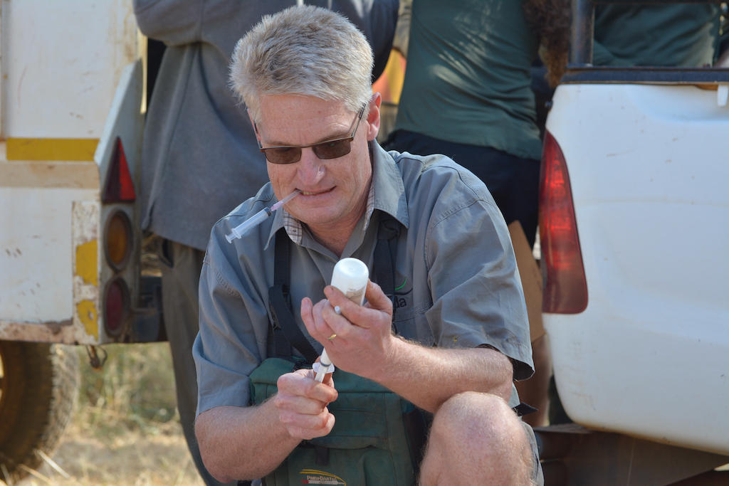 Wildlife vet prepares anesthesia for sable bulls