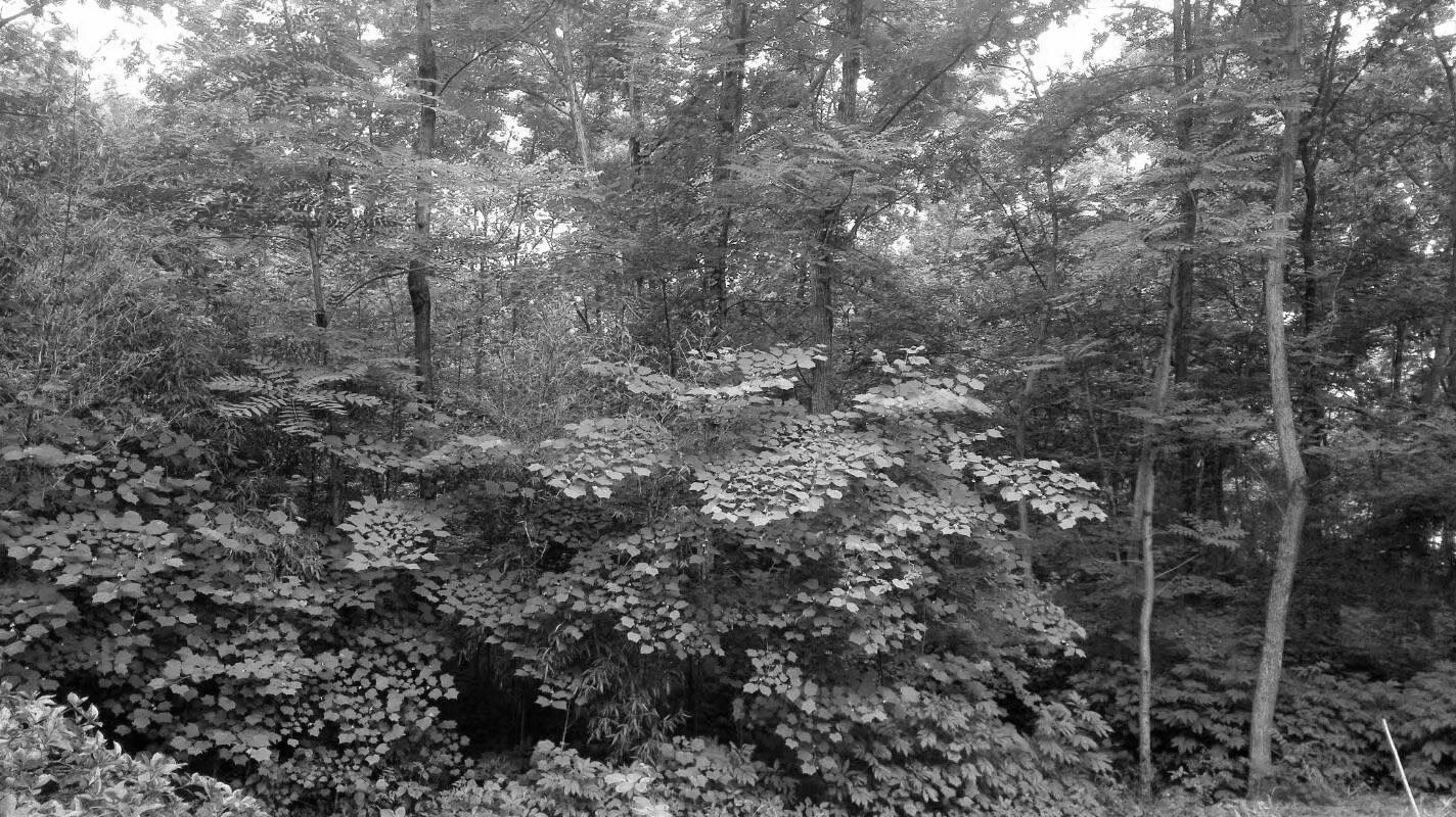 black and white image show dense bamboo forest conceal the cemetery inside