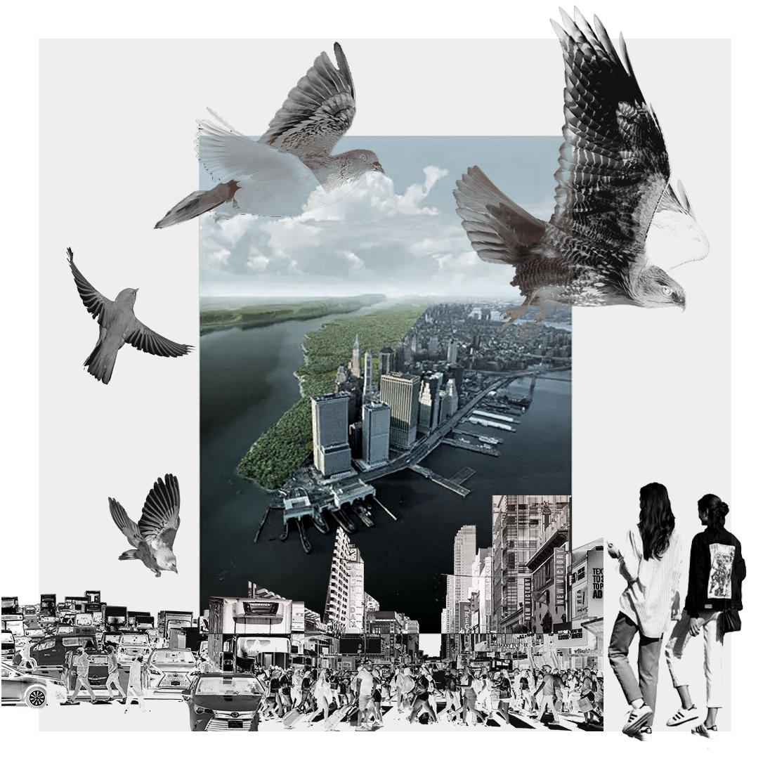 Human & Birds in Cities