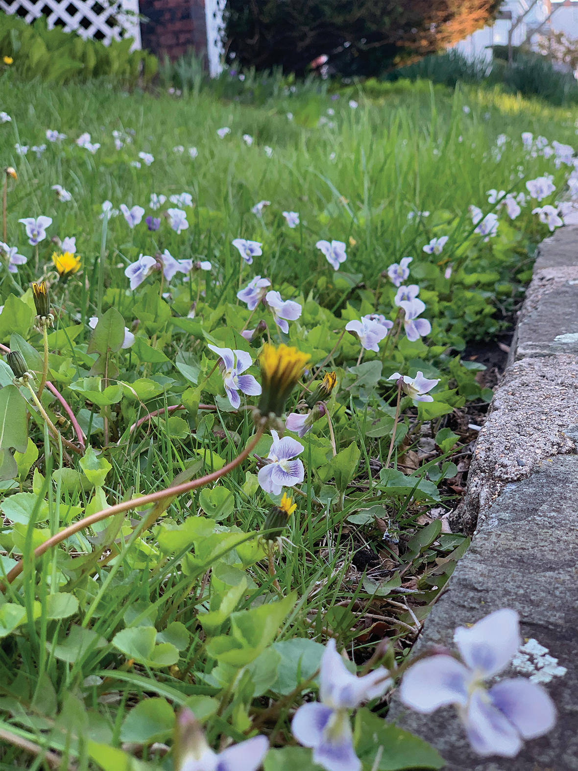 Lawn with violets