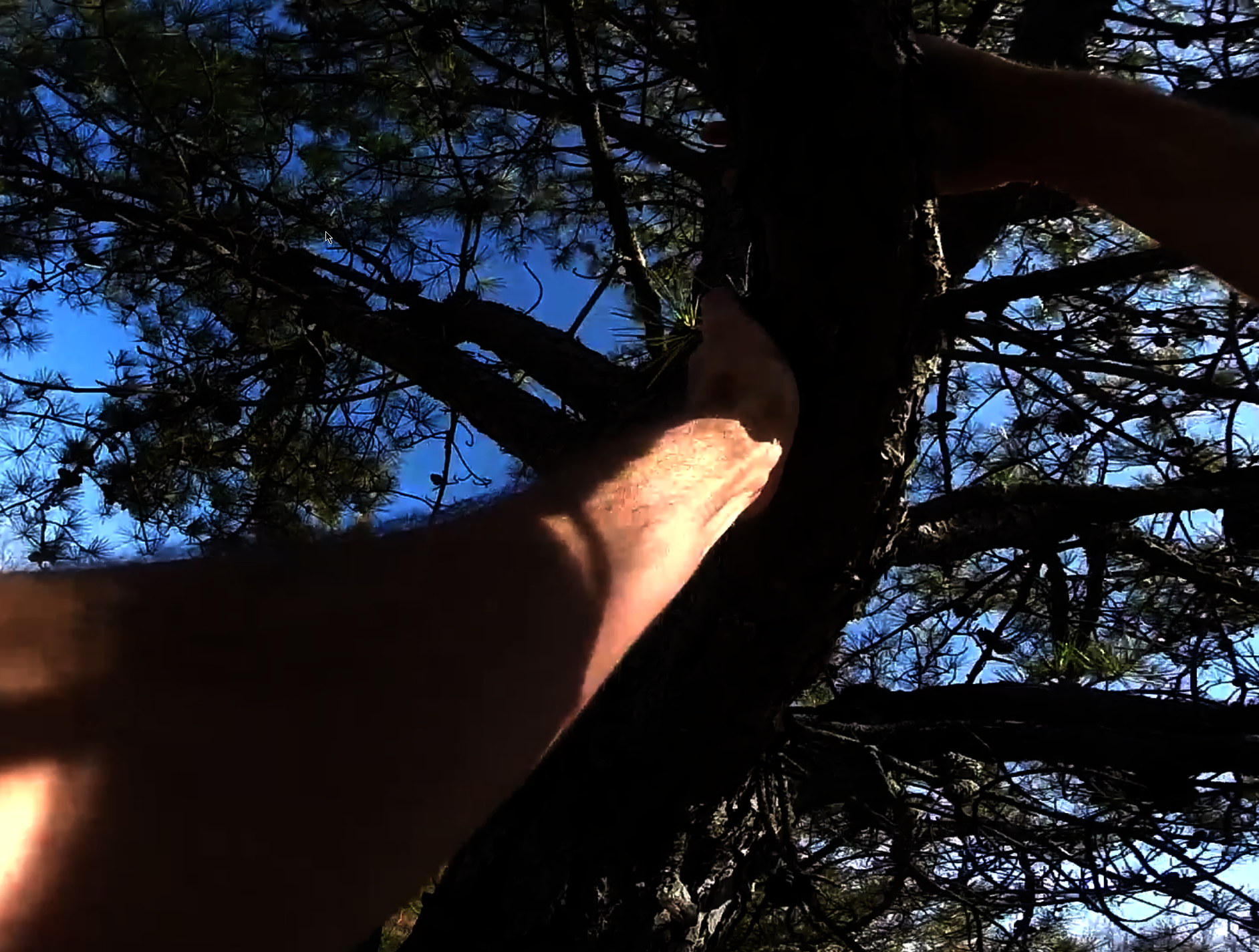 Climbing a Tree