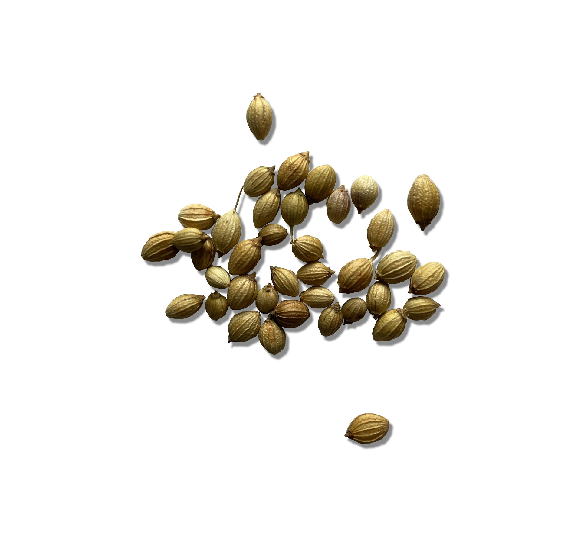 Image of coriander seeds