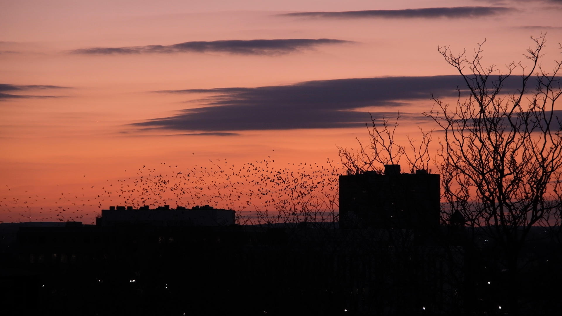 Video still of crows flying in a large group during an orange-pink sunset.