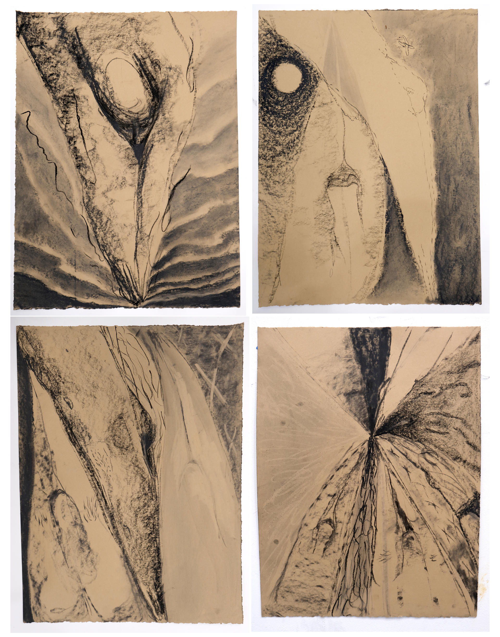 Photo of four charcoal drawings on tan paper that are iterated from the form of the diver