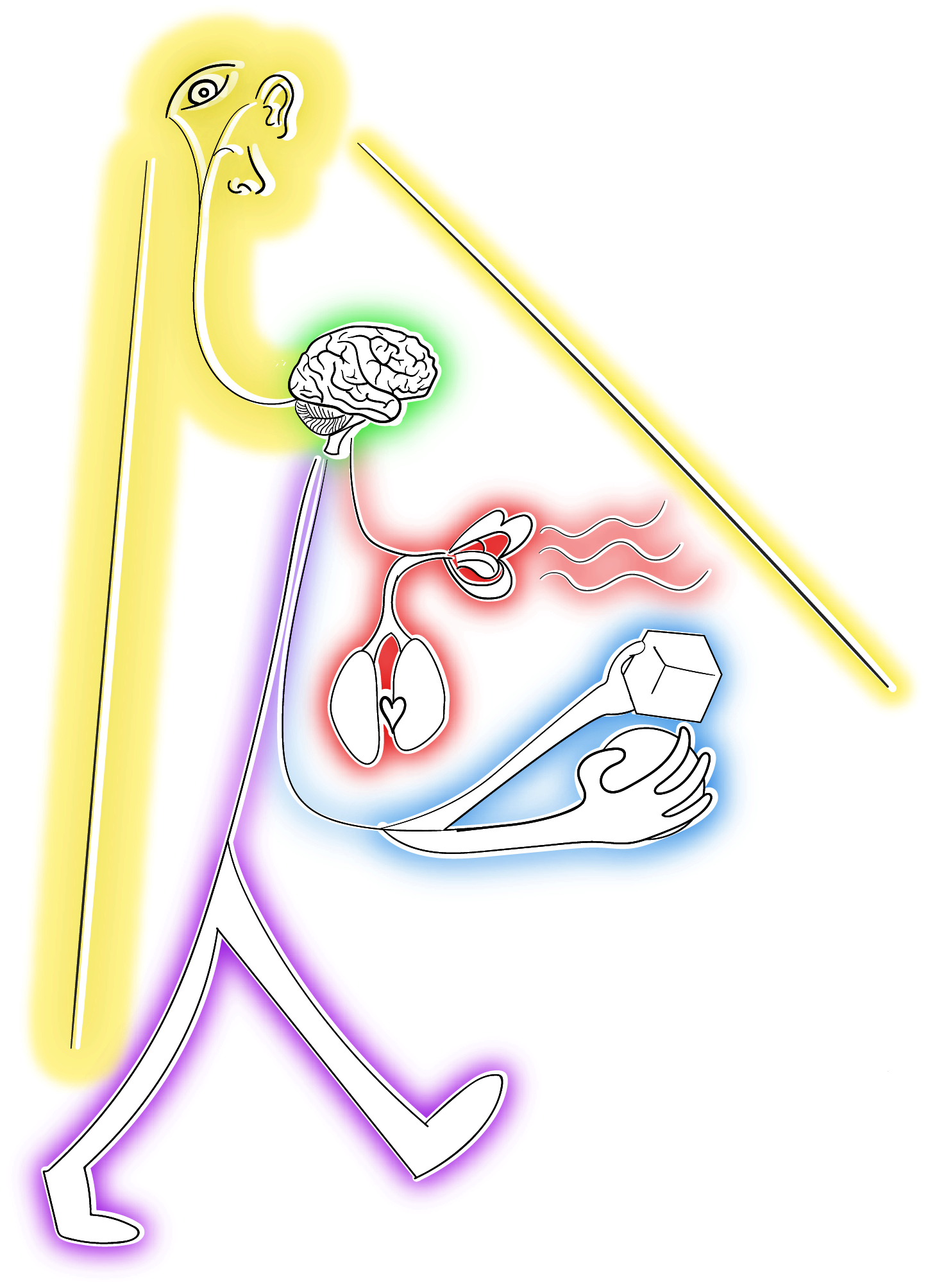 drawing showing an abstractification of a person broken into different parts: each corresponding to an emotional regulation strategy. the legs for example are for situation selection, the arms for situation modification, the mouth, heart and lungs for response modulation, the brain for cognitive change and the eyes/ears/nose for attentional deployment.