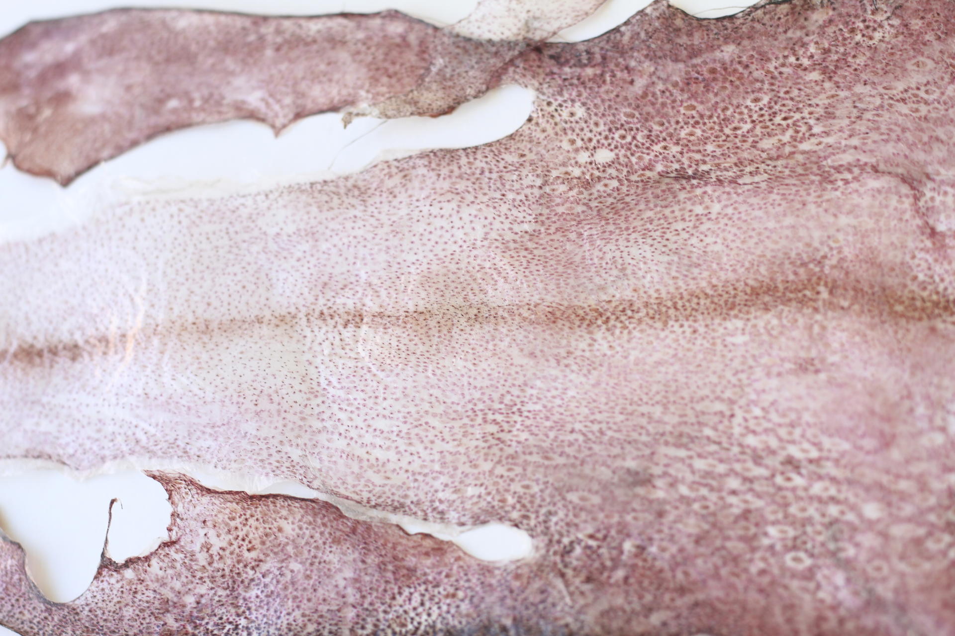 squid skin abstract