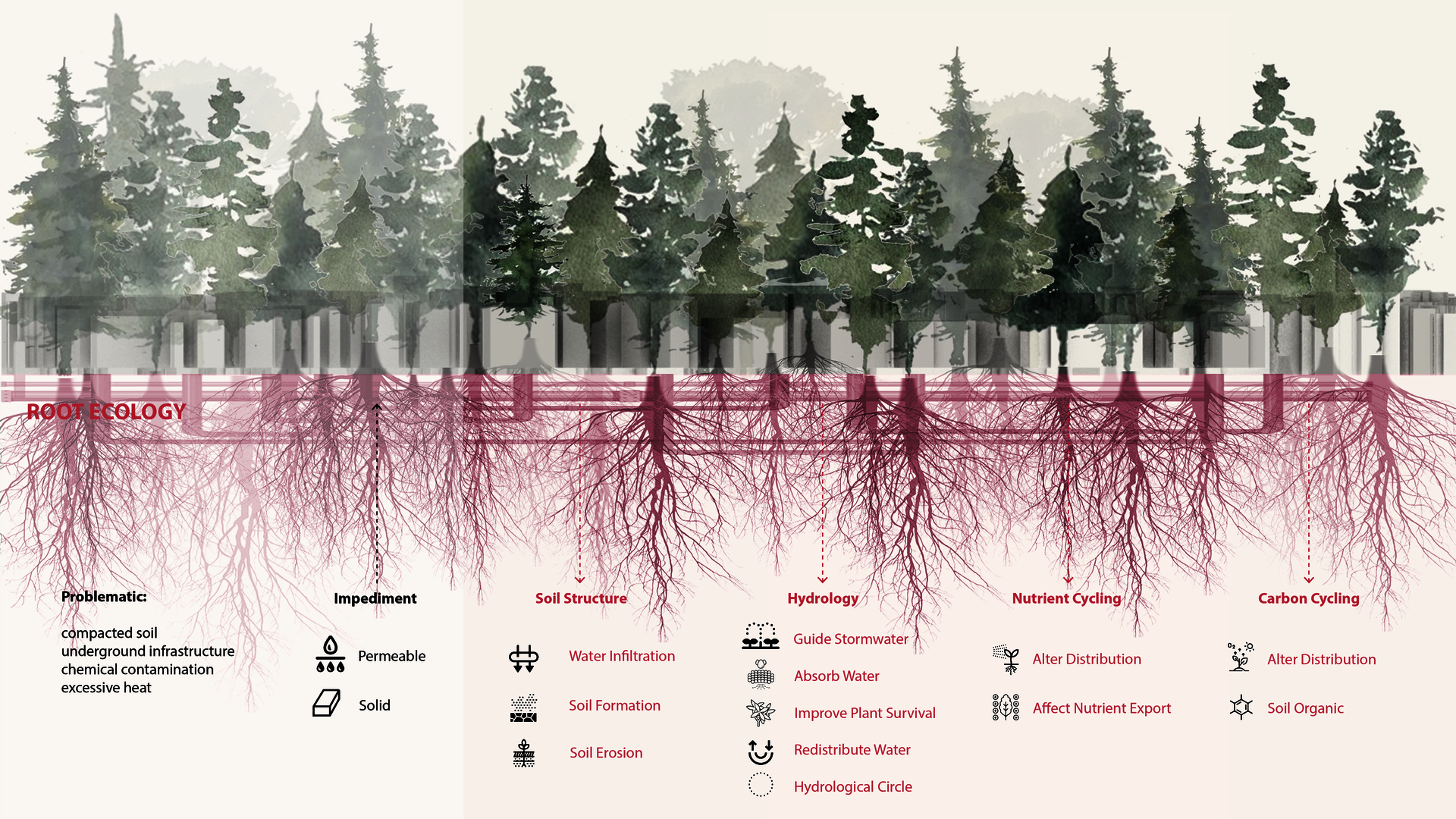 root ecology