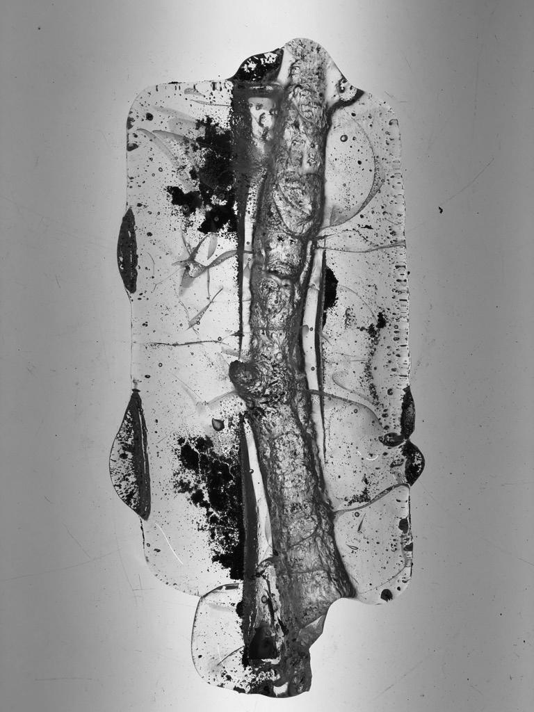 Branch cast as glass negative.