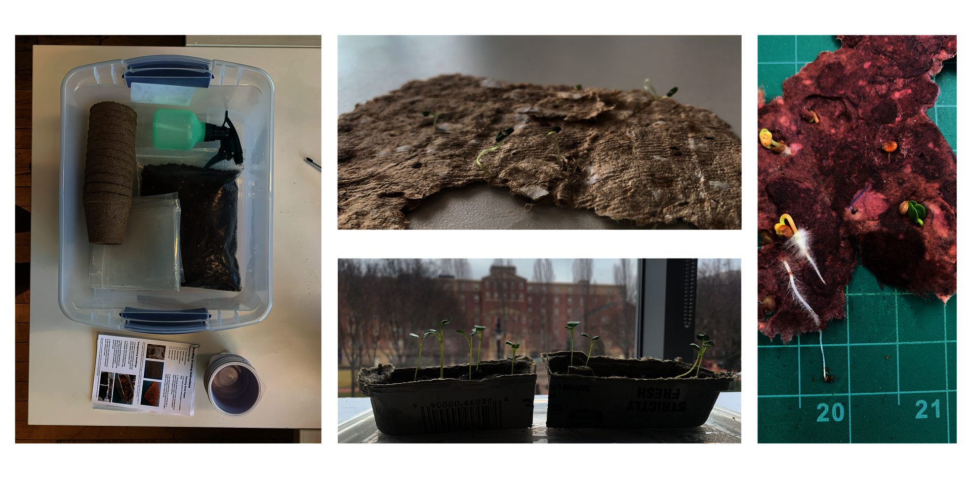 The growing kit in use at different stages from germination of seed paper to transplanting.