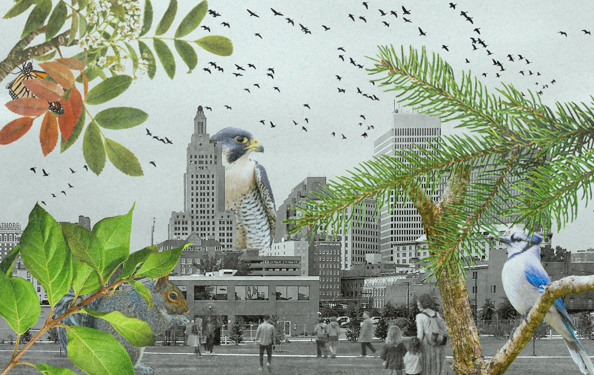 A conceptual collage depicts a black and white city scene. Animals (a peregrine falcon, squirrel, monarch butterfly, and bluejay) are enlarged, foregrounded, and in color.