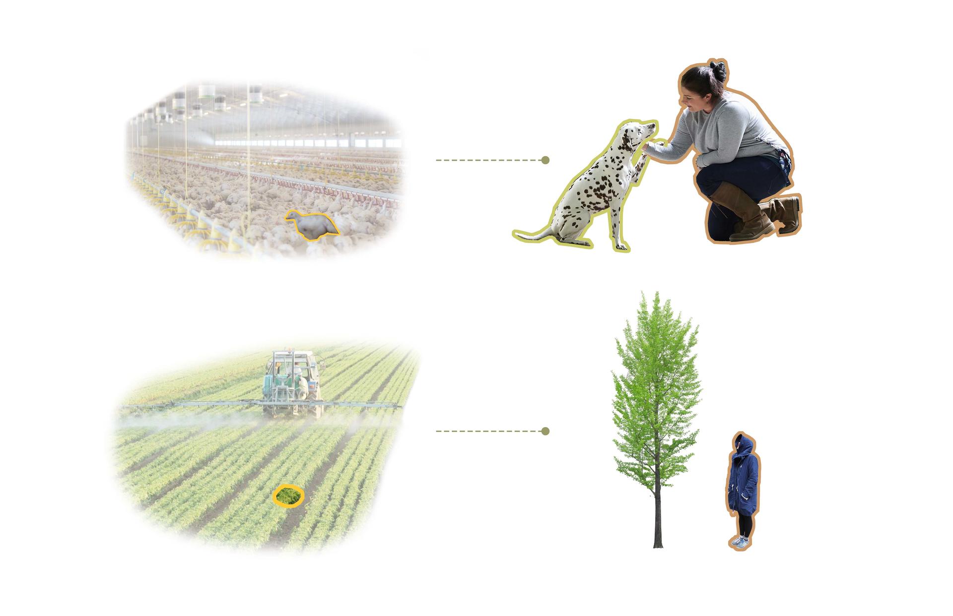 A comparison of the different relationships people have with a chick in the farm and a pet dog who is a beloved family member. And imagine we transplant the second kind of relationship into street trees. 