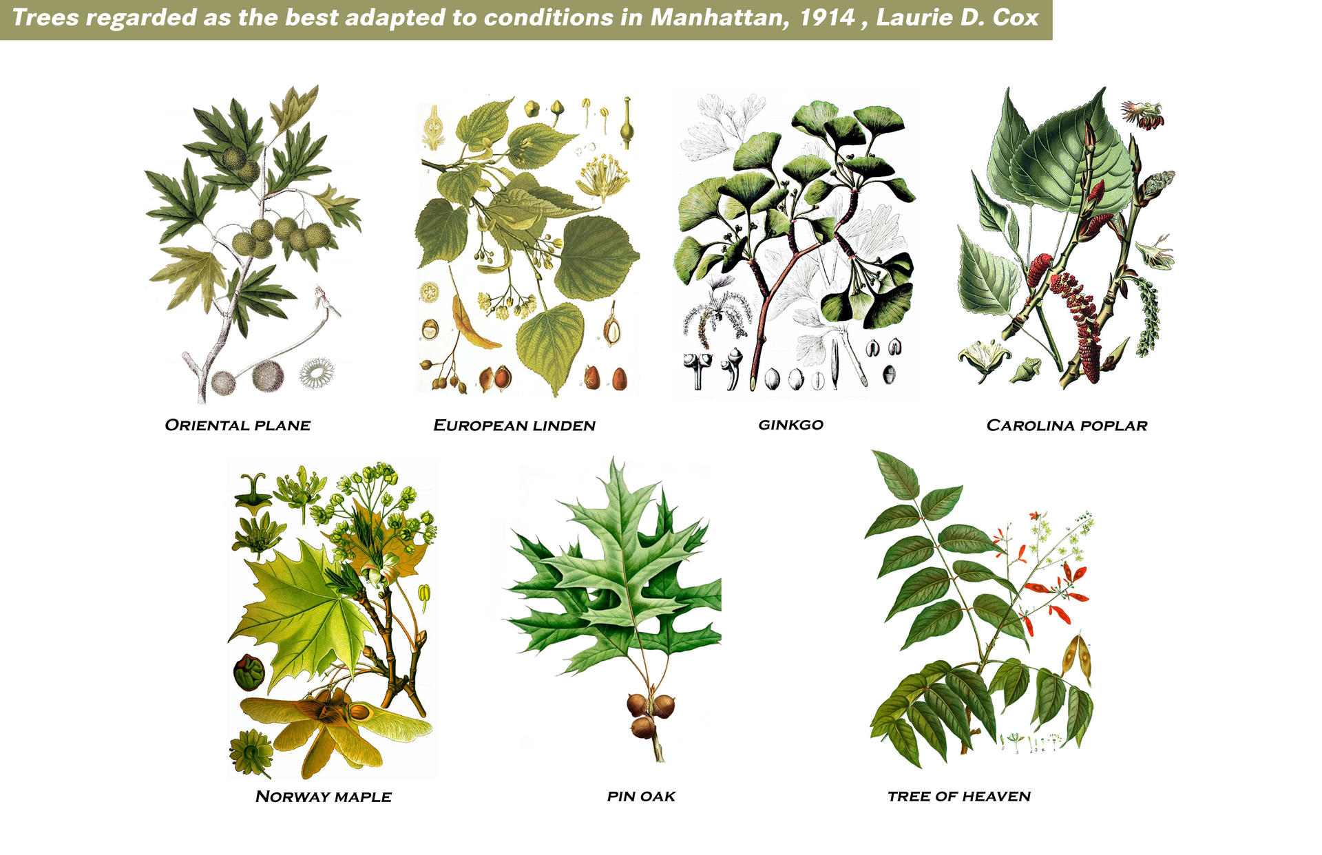 Trees regarded as the best adapted to conditions in Manhattan, 1914