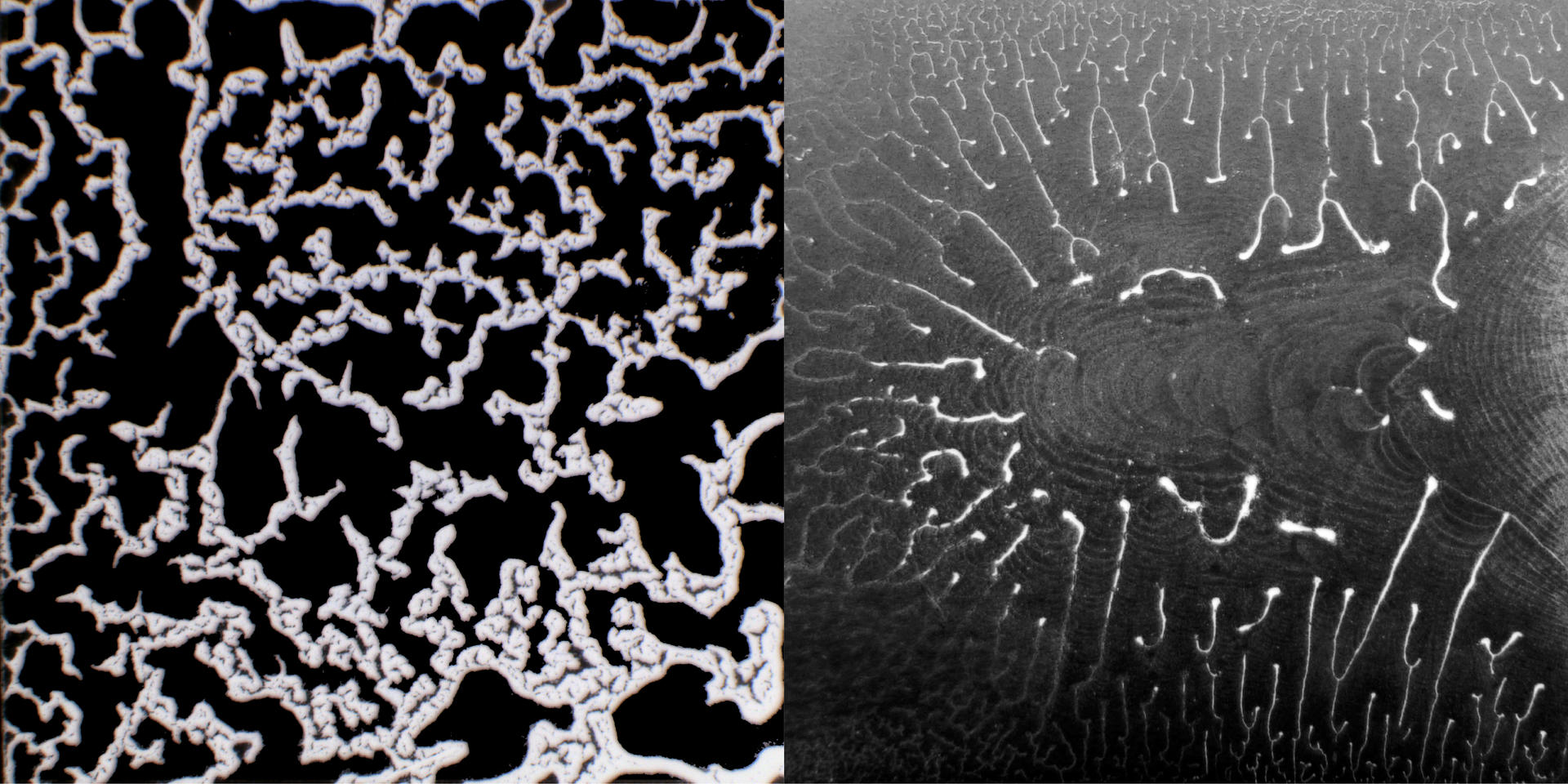 After putting one drop of soil solution onto the microslide, it automatically formed this sophisticated pattern which inspired the thinking of 'Soil Intelligence'.