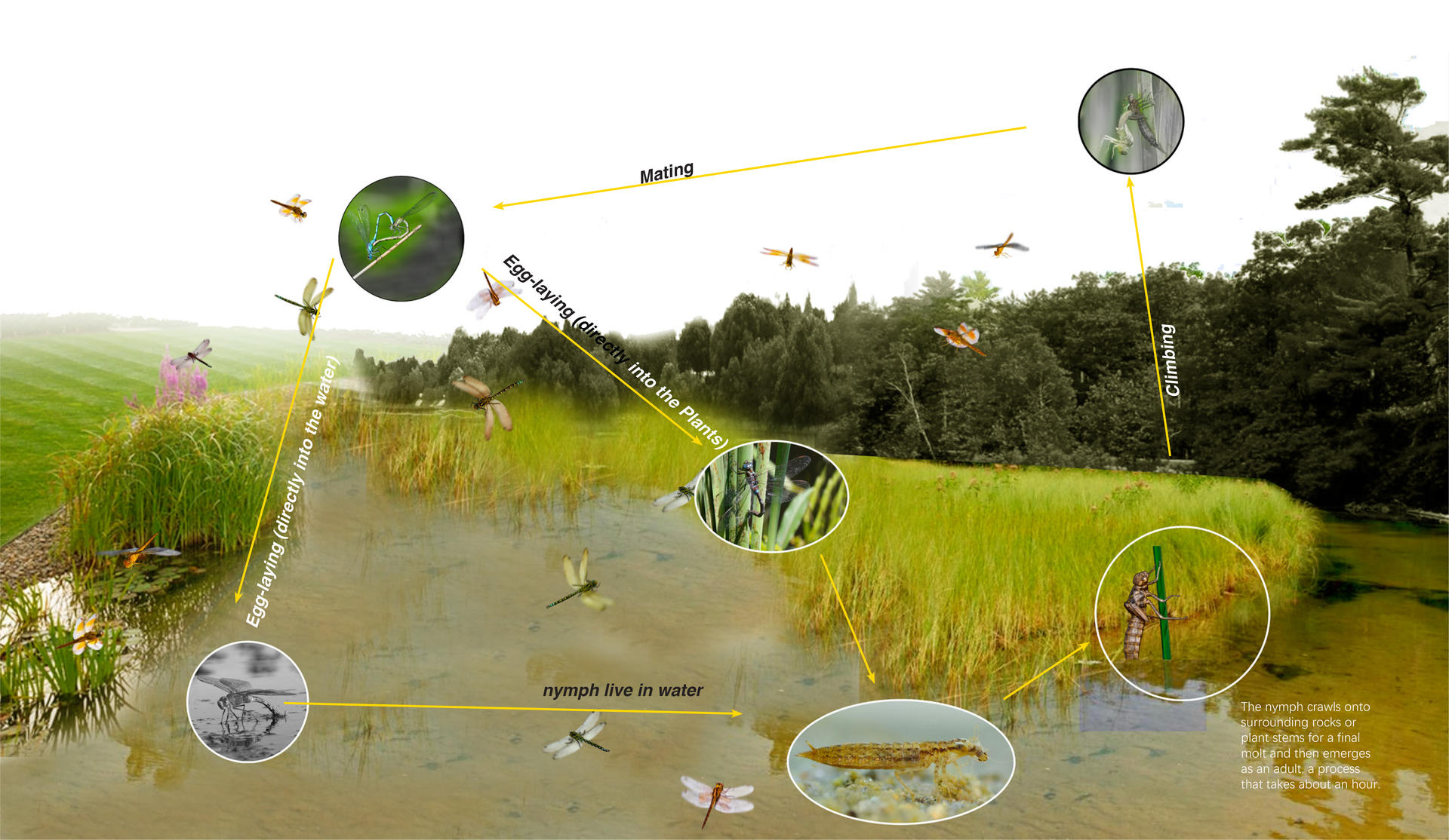 In the life cycle of dragonflies, emergent plants occupy a very important position. Some dragonflies need emergent plants to lay eggs or climb.