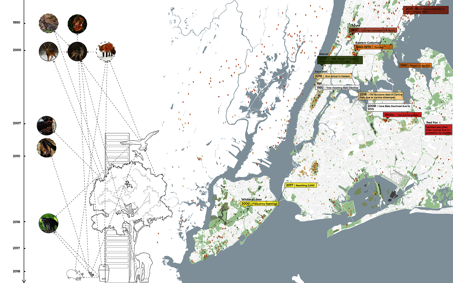 Shrinking natural habitats together with the availability of resources and shelter have attracted abundant wildlife to cities. These animal species have adjusted their habits to adapt to the urban environments and avoid direct contact with humans, becoming invisible inhabitants of the city. 