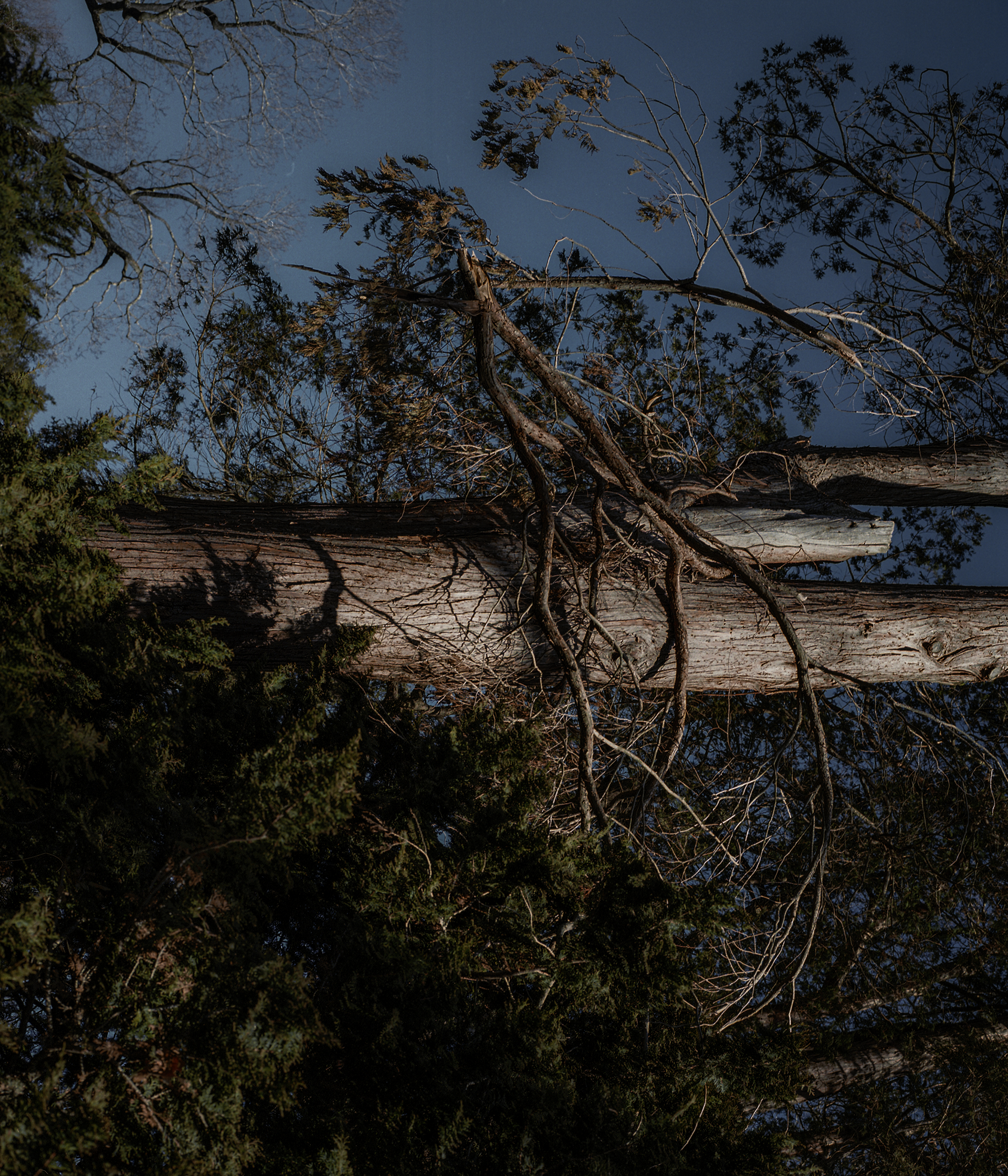 A limb from a tree falling from the branch with the sky in the background.