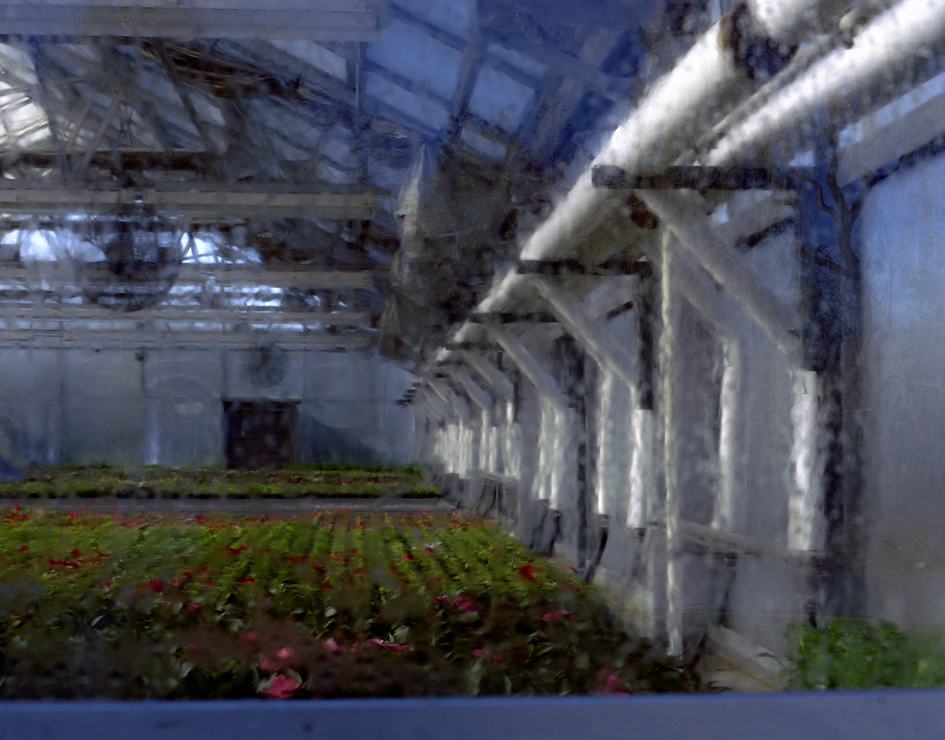 Wide shot of a bunch of red flowers in a greenhouse with condensation on the windows.