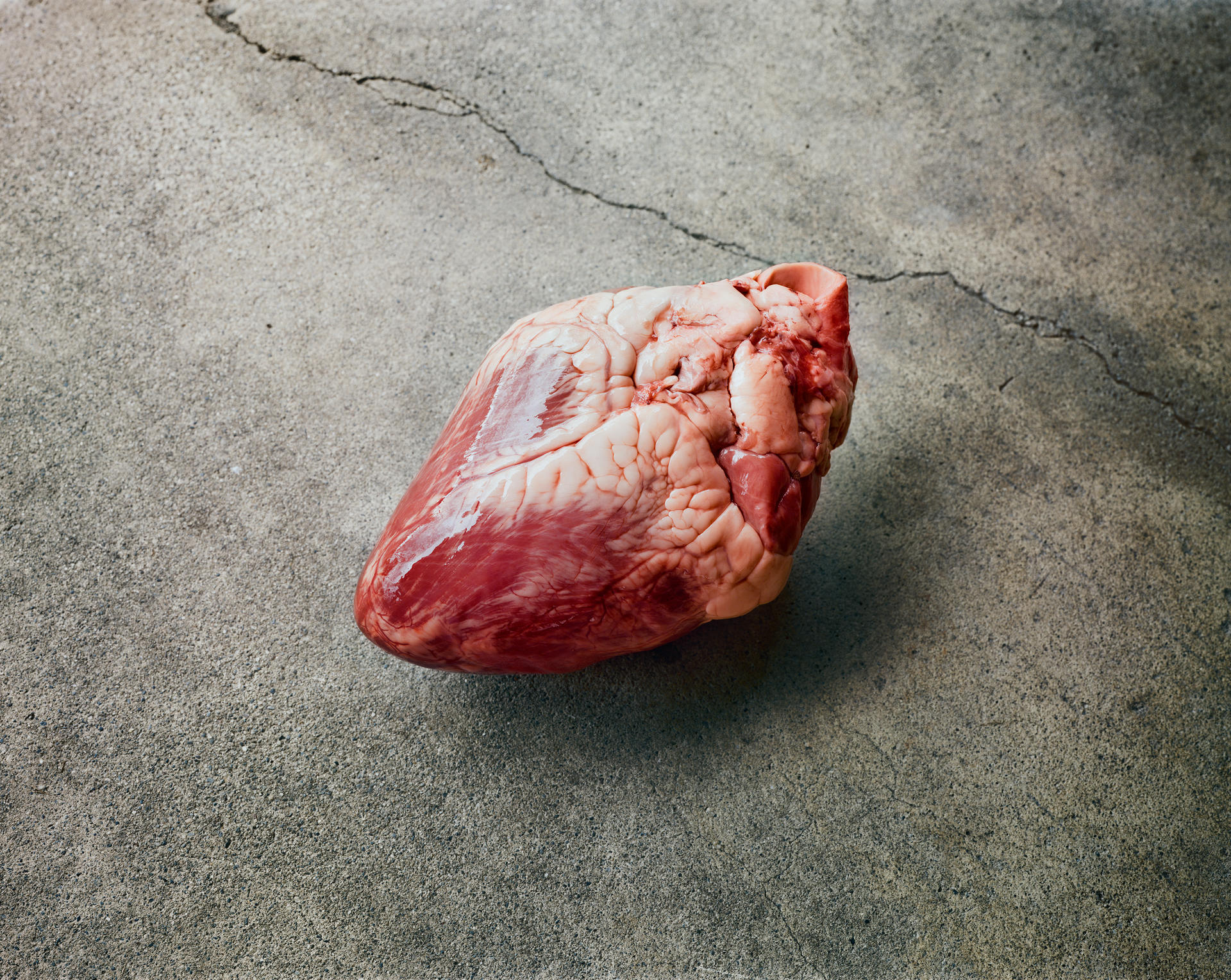 A color photograph of a red calf heart placed on a concrete surface.