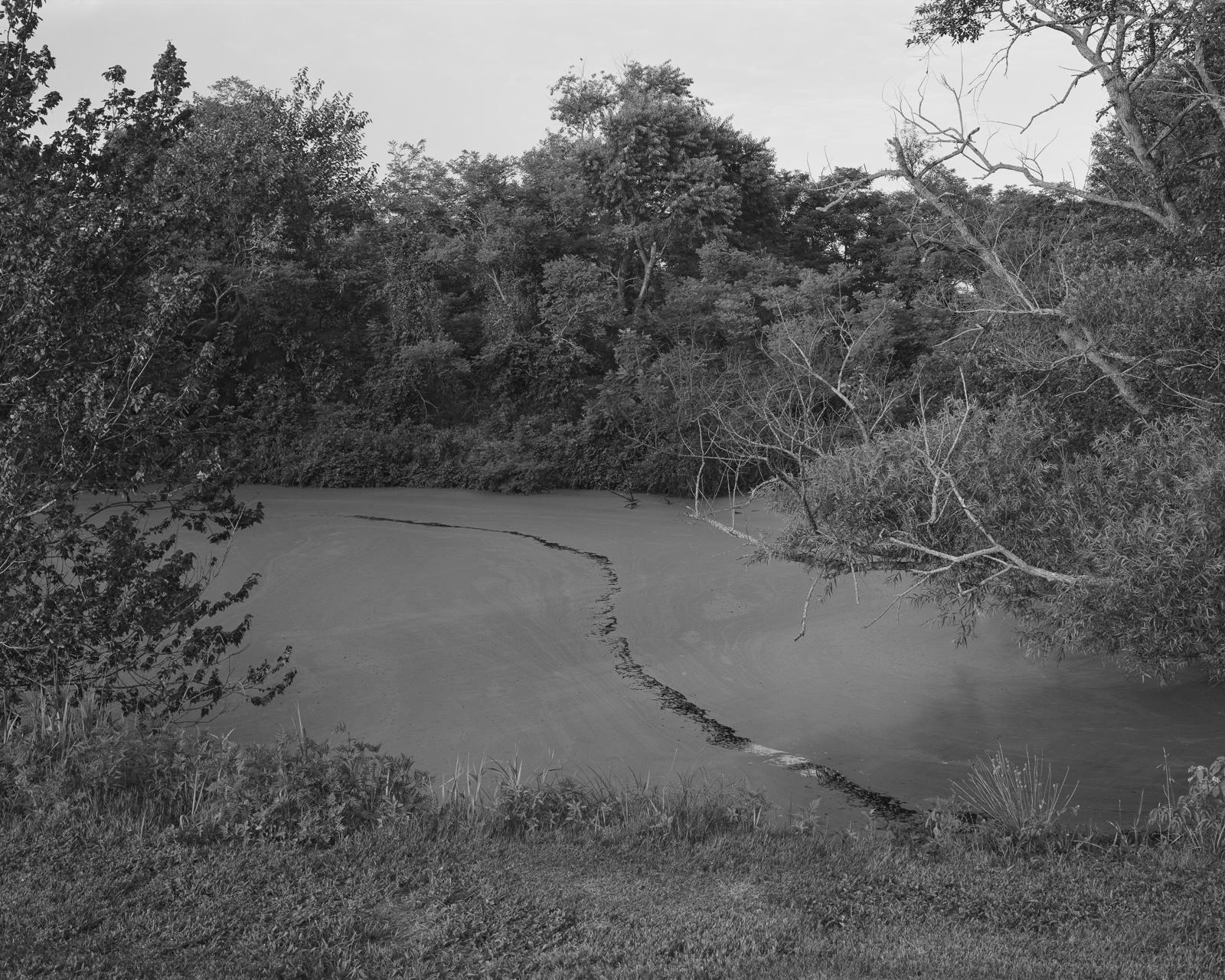 A small pond surrounded by trees. A wandering line cuts through the surface scum.