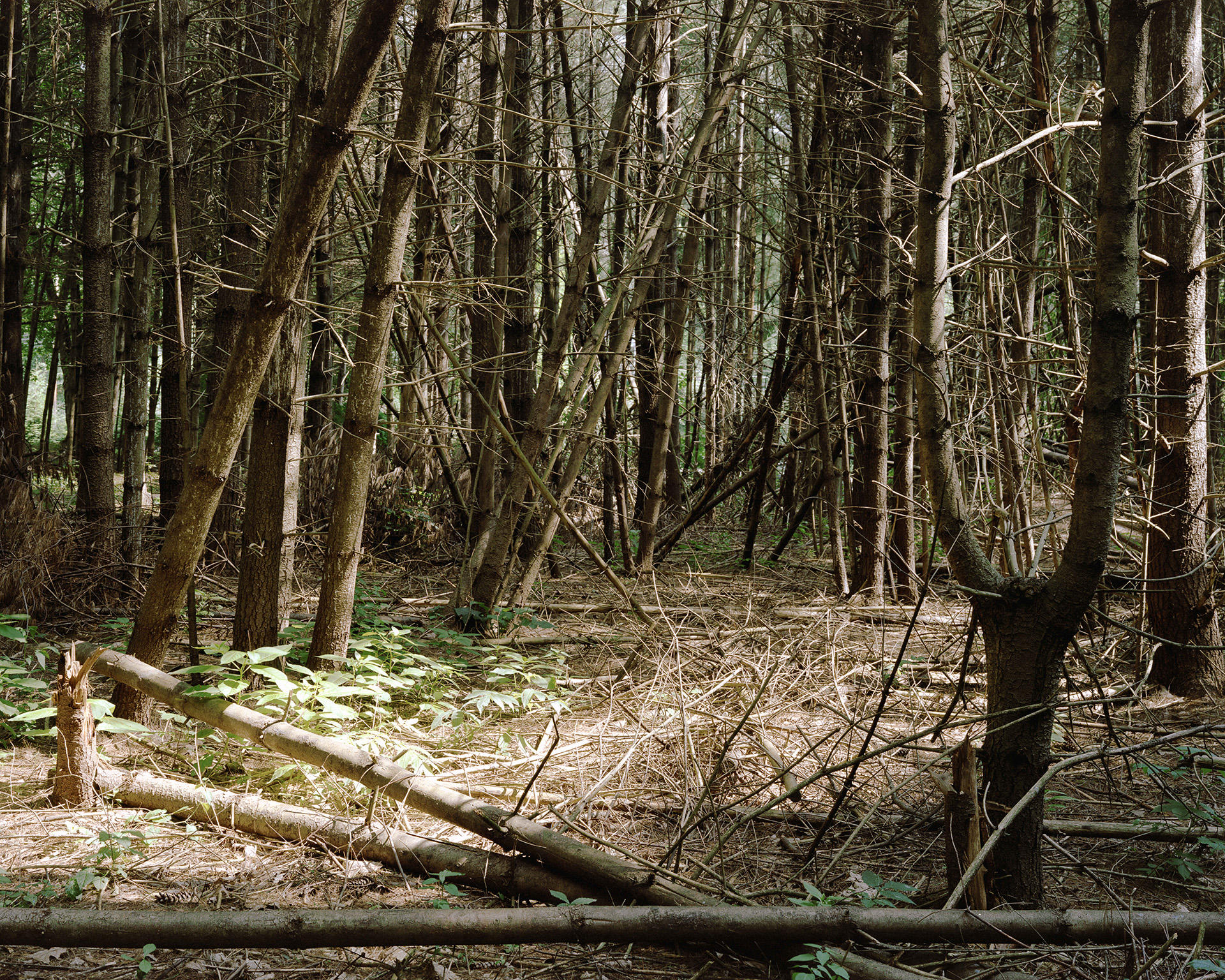 Photograph of dying cedar trees falling onto one another.