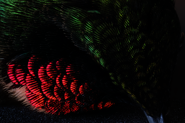 Close-up image of a hummingbird, showing iridescent red and green feathers.