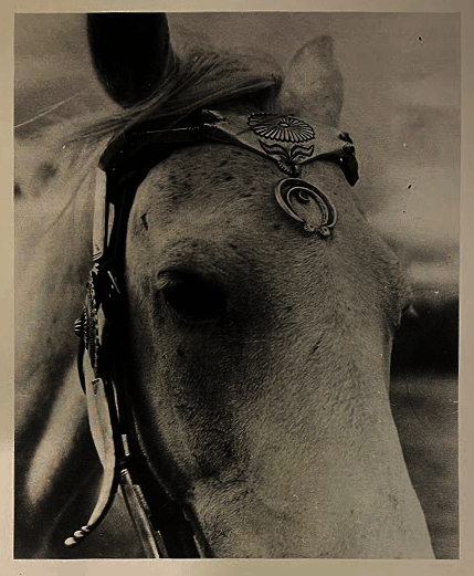 Monochrome photo of a horse’s head, with the top of the ears and the bottom of the snout cropped. The horse wears a metallic headdress featuring etched floral motifs.