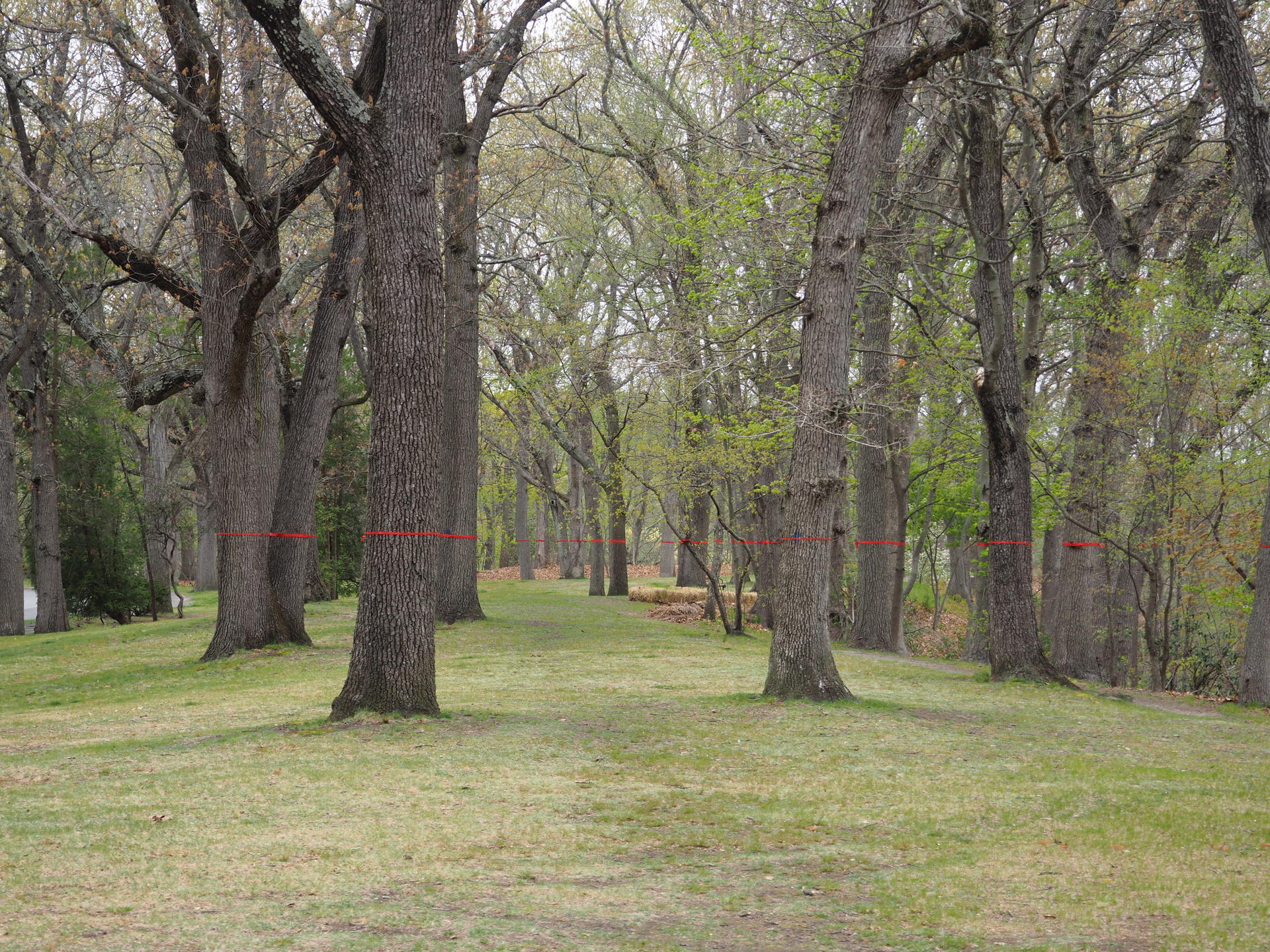 A group of trees that vanish into the distance wrapped in red ribbon along the horizon line. 