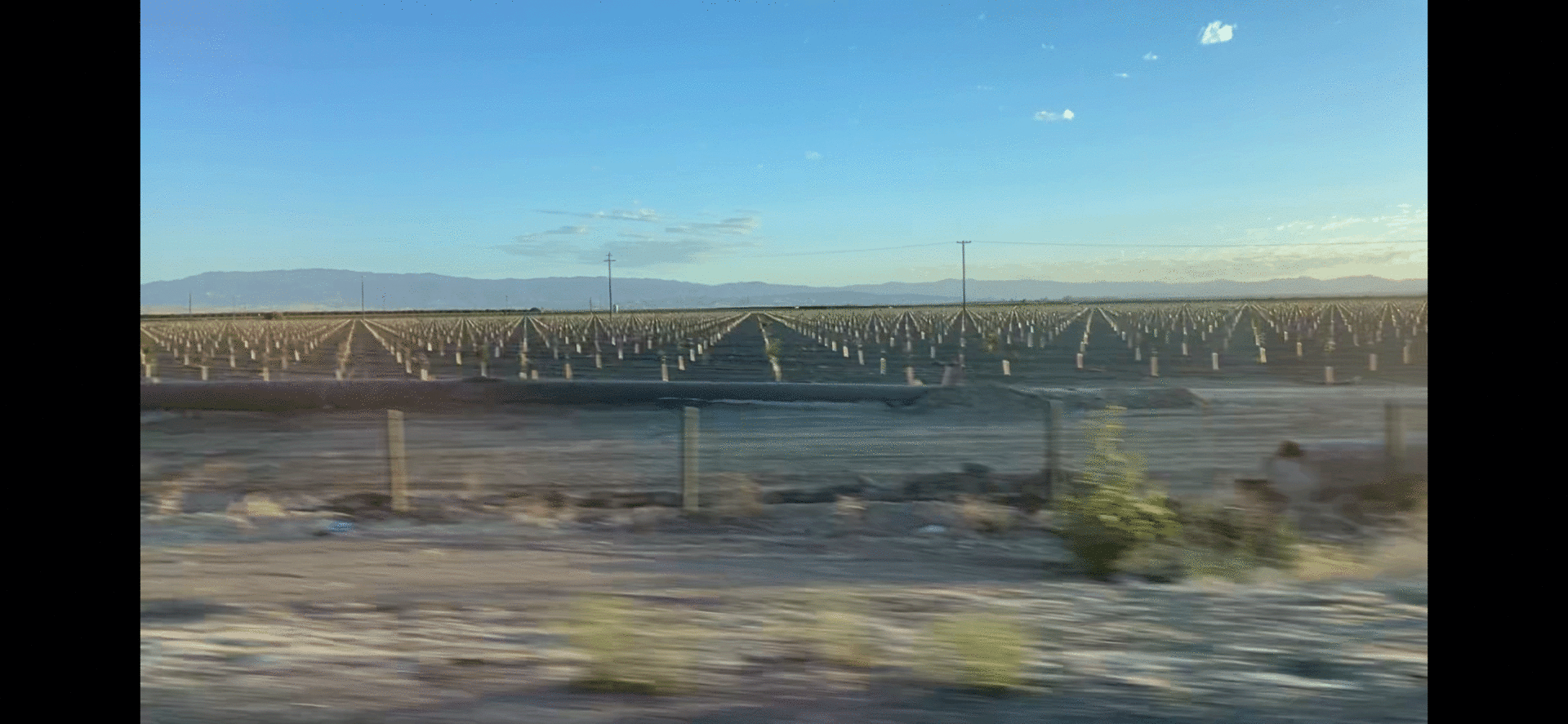 Moving Image of crop rows from the view of a passenger in a car.