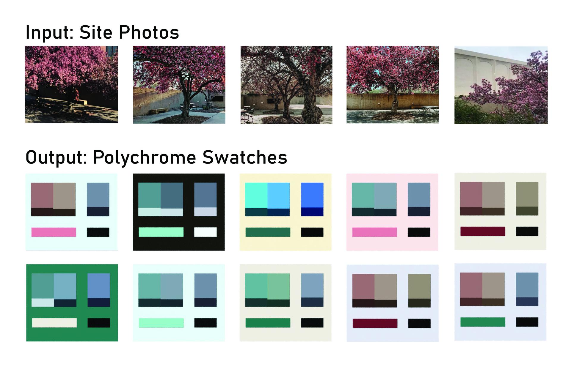Five photos of flowering pink trees in the concrete sculpture garden next to the Sheldon Art Museum and 10 combinations of color swatches that coordinate or contrast with the input photos.